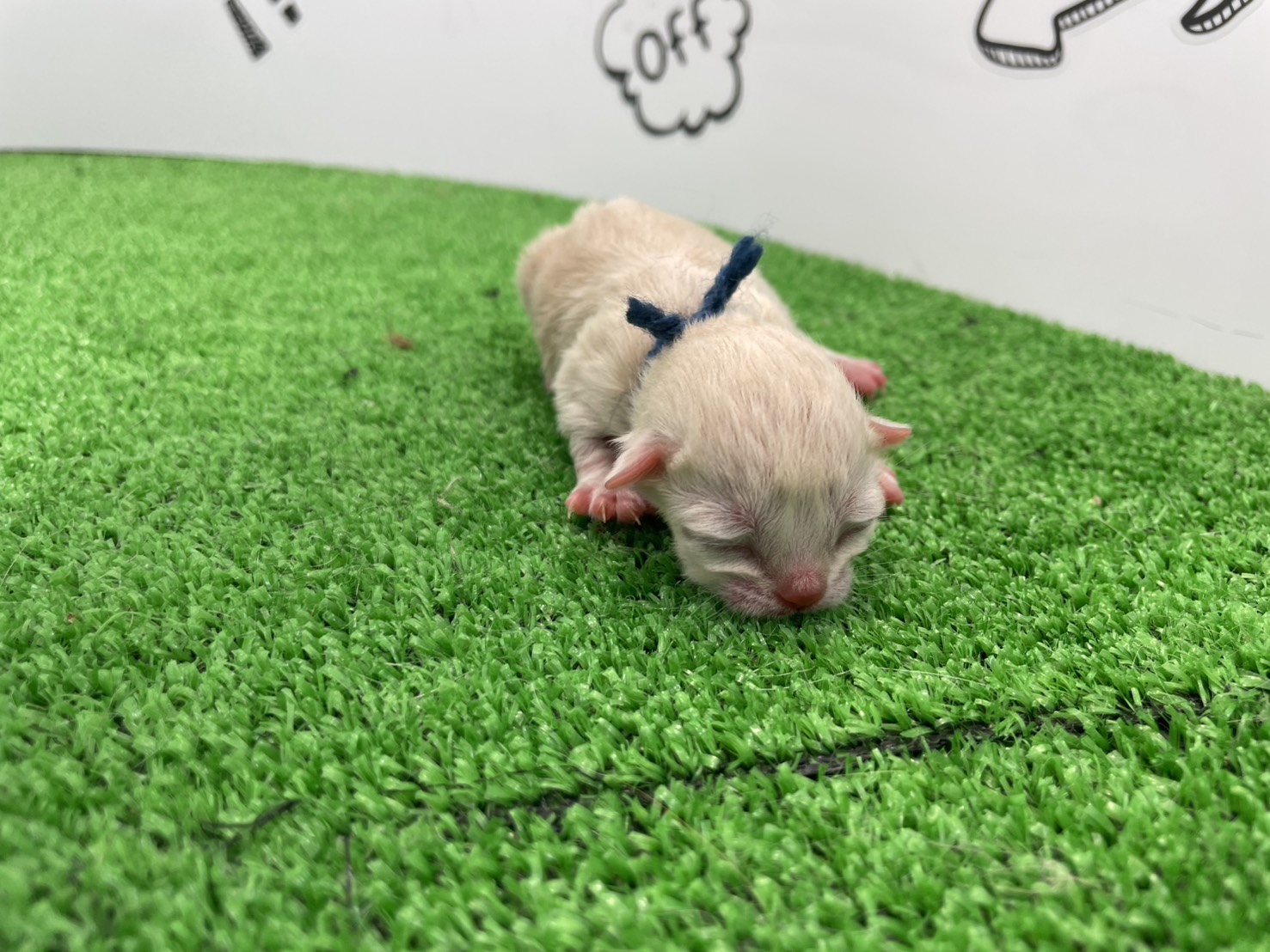 赤ちゃん写真1-1