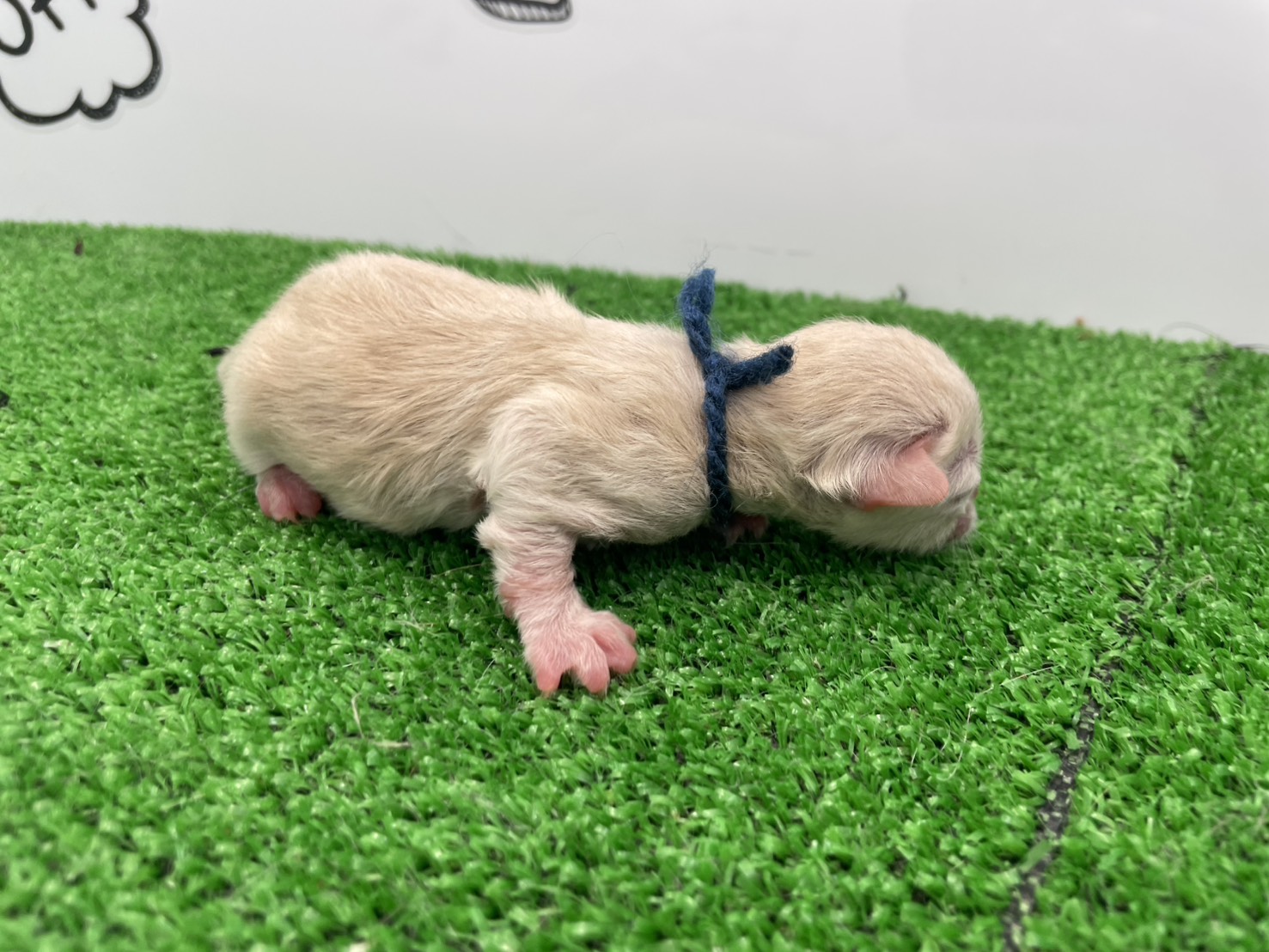 赤ちゃん写真1-2