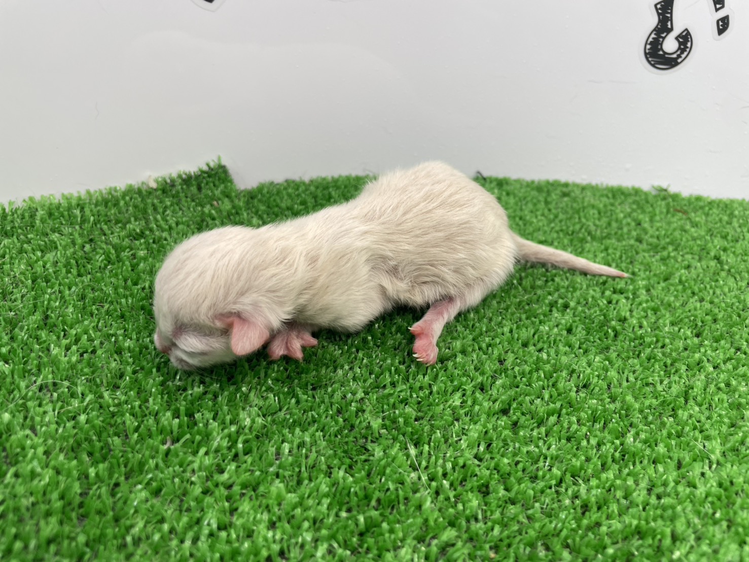 赤ちゃん写真1-2