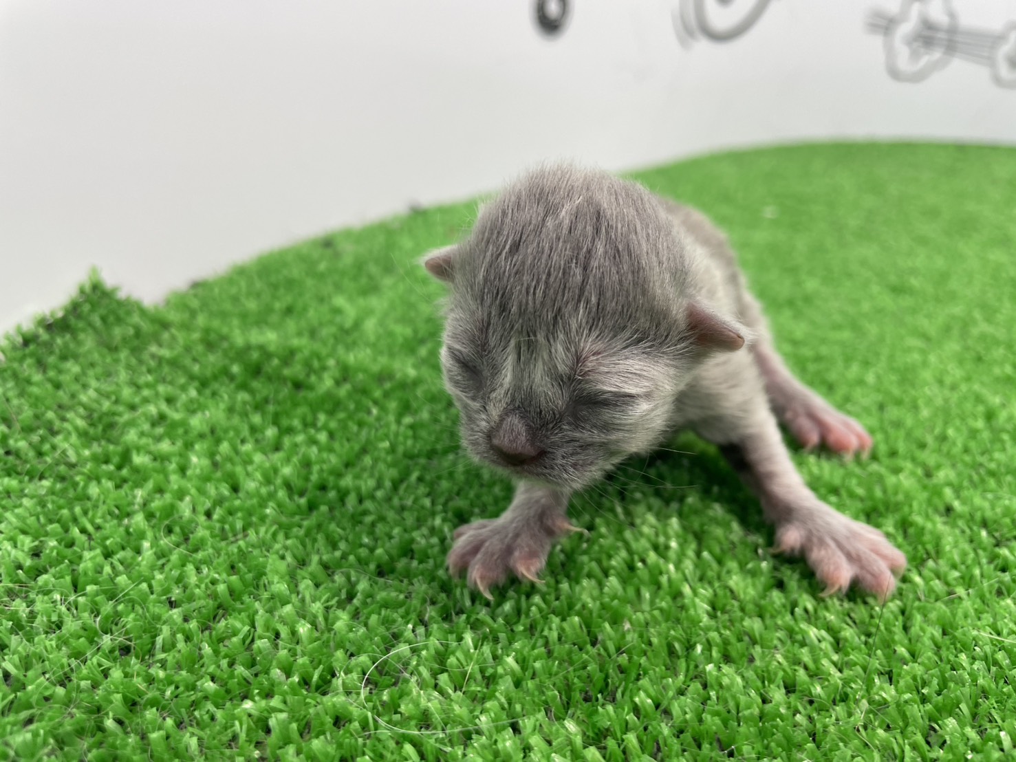 赤ちゃん写真1-1