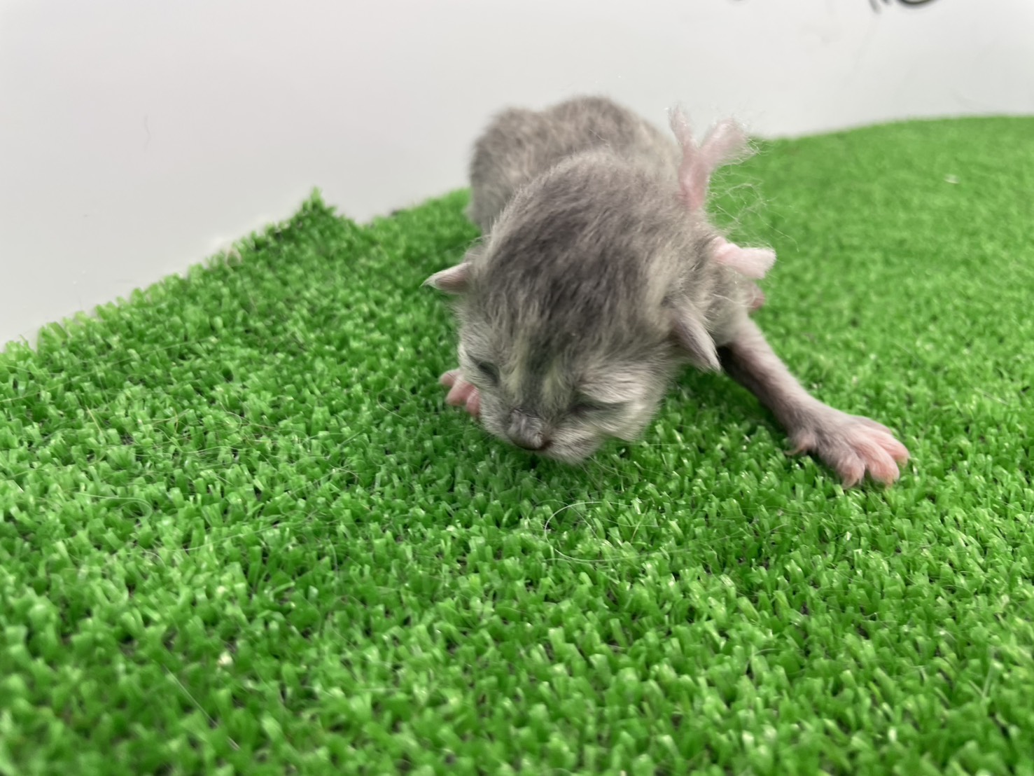 赤ちゃん写真1-1