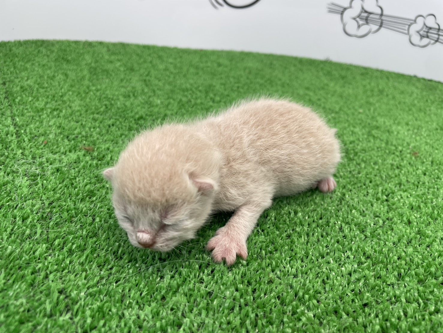 赤ちゃん写真1-2