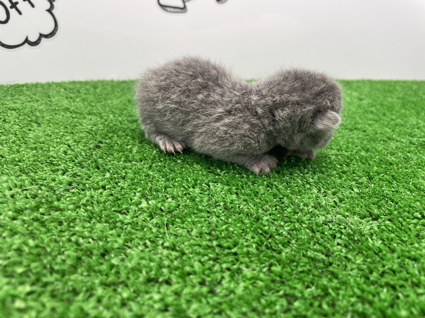 赤ちゃん写真1-2