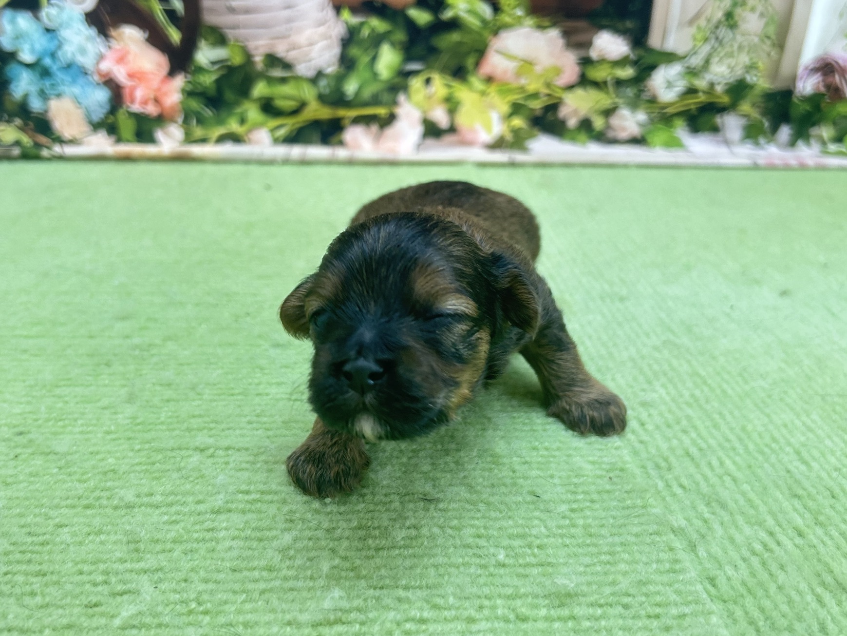 赤ちゃん写真1-1