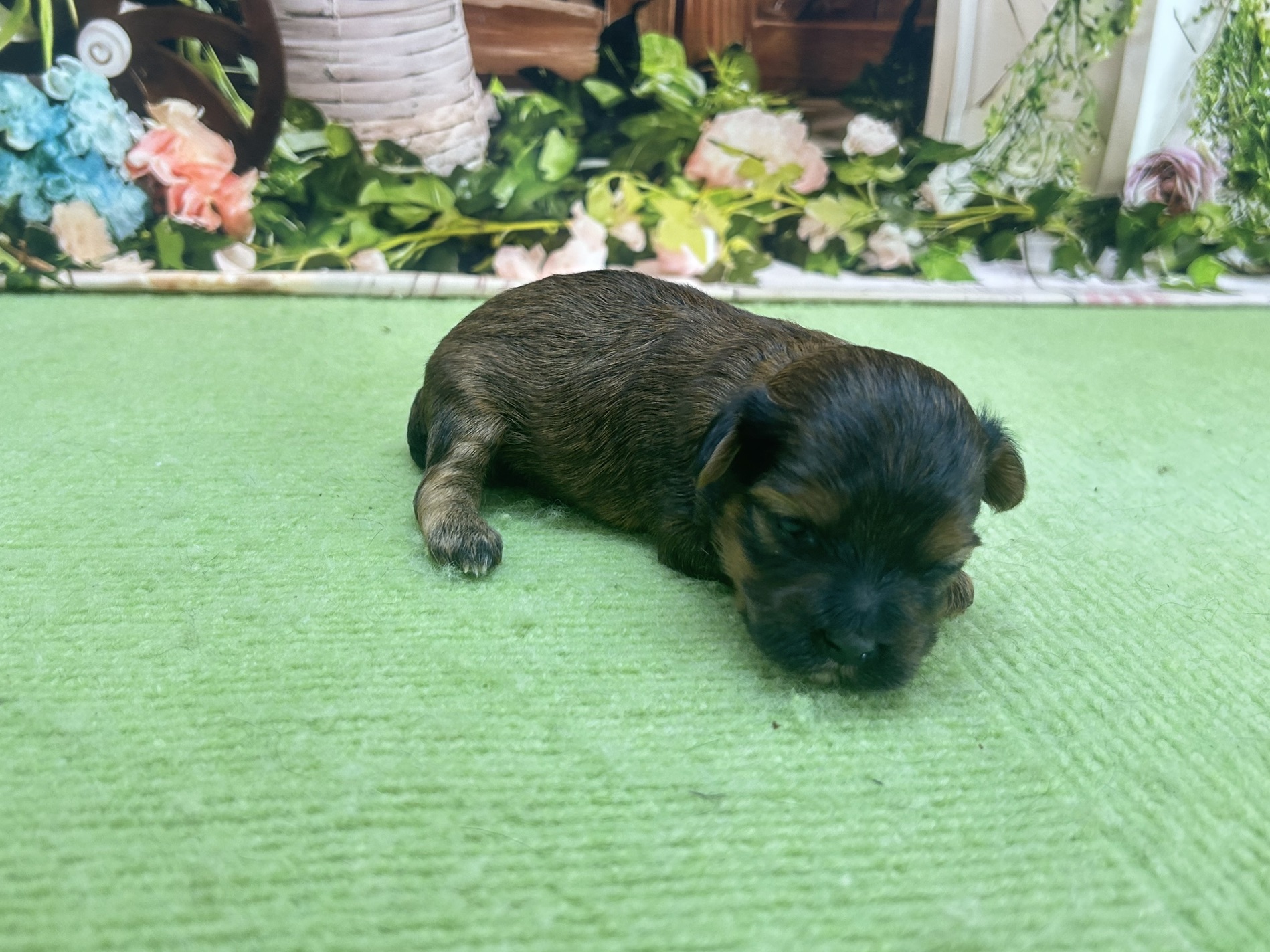 赤ちゃん写真1-2