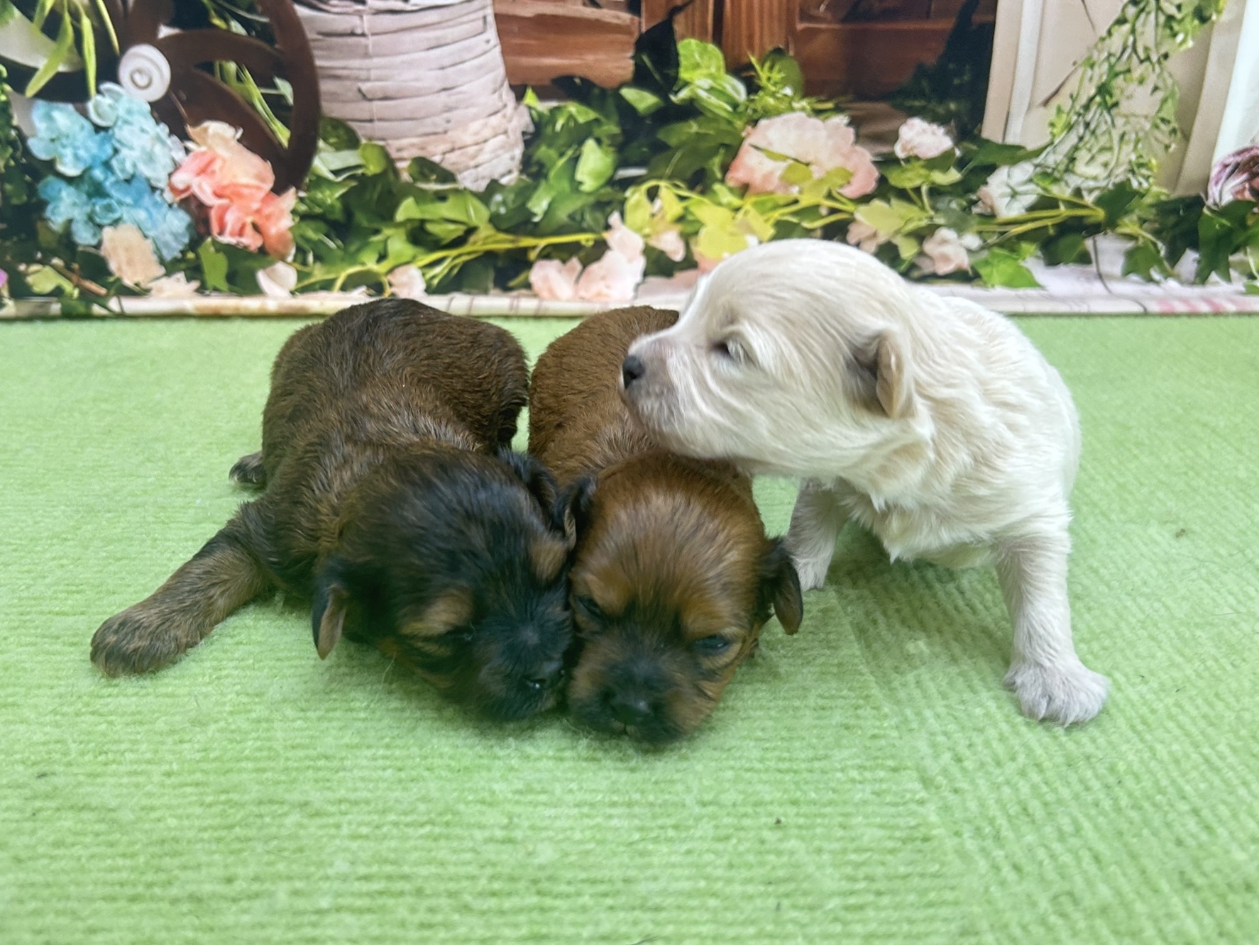 赤ちゃん写真1-3