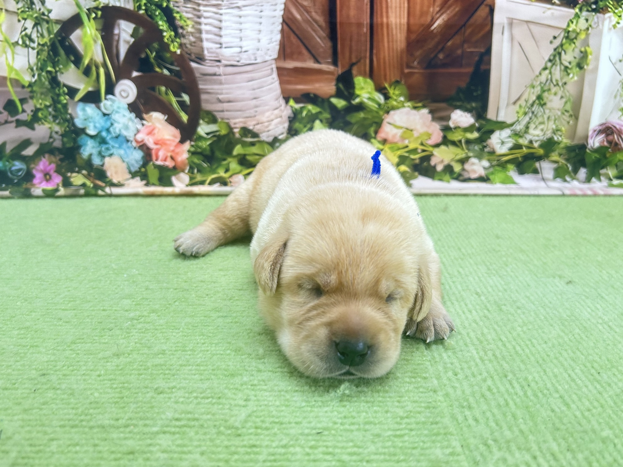赤ちゃん写真1-1