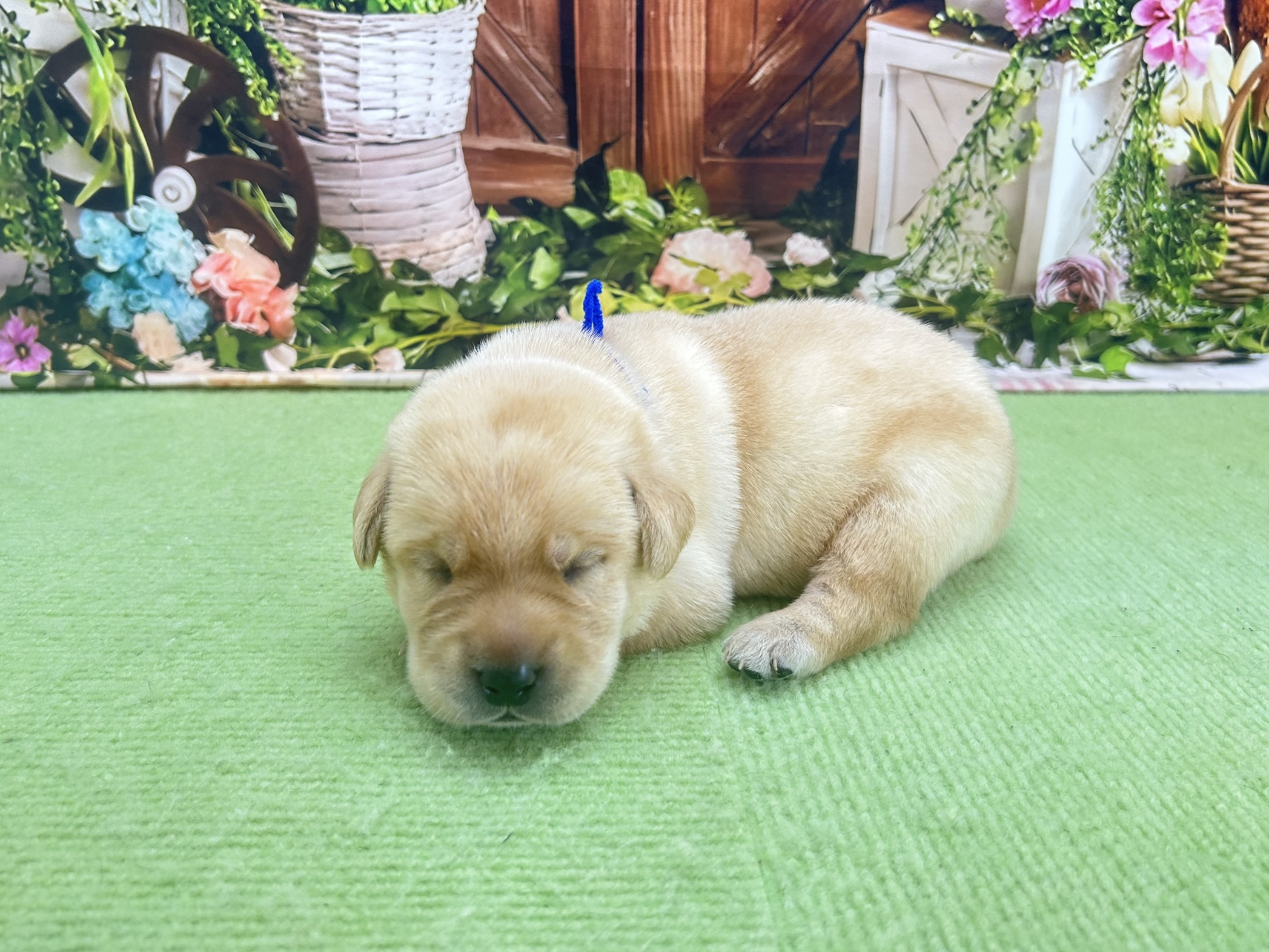 赤ちゃん写真1-2