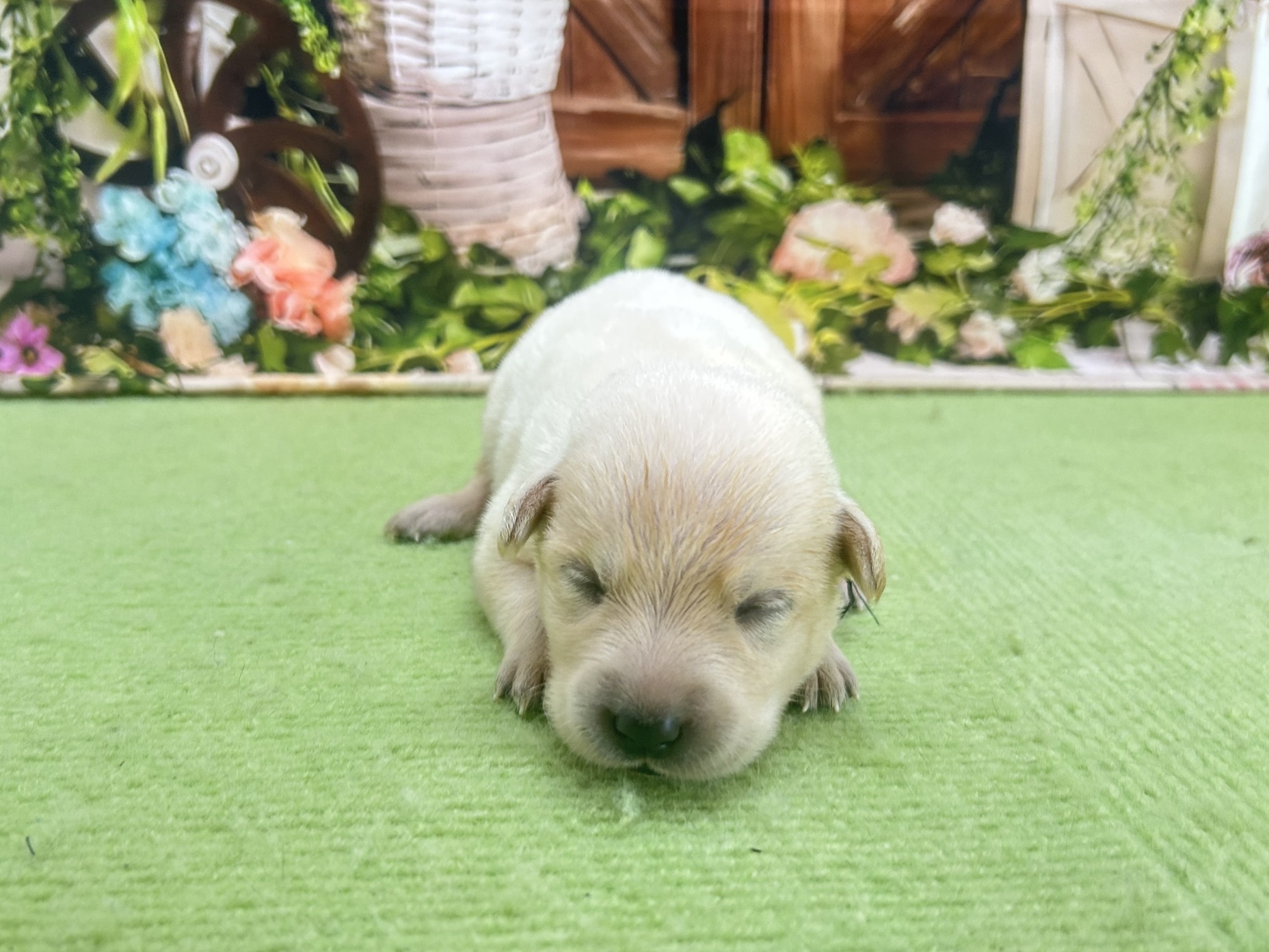 赤ちゃん写真1-1