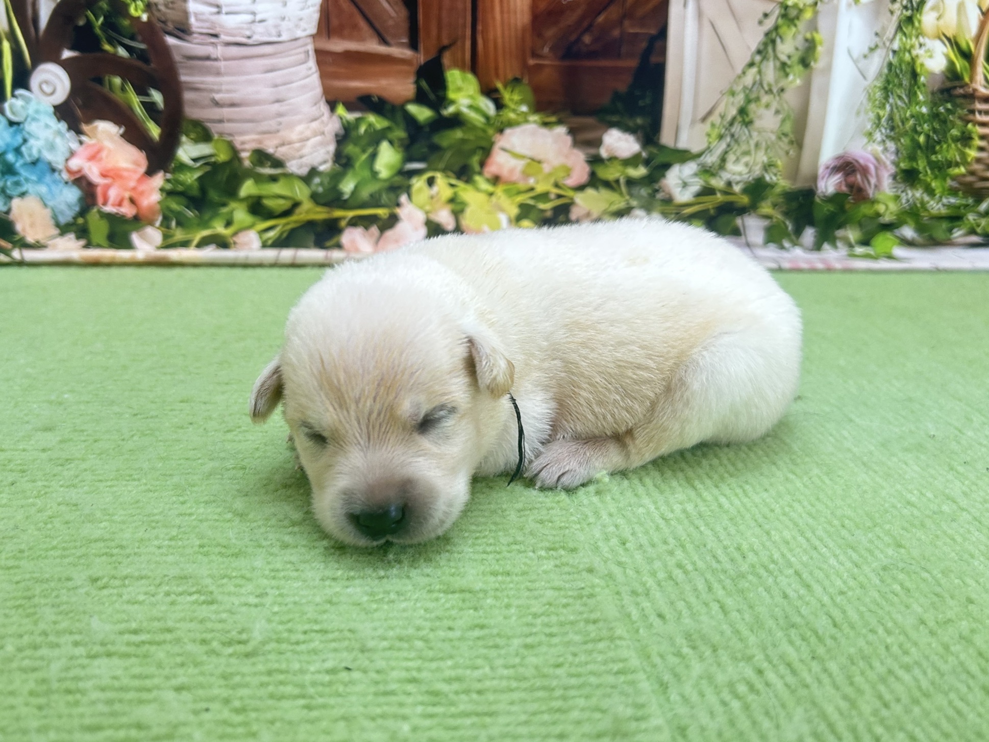 ラブラドール・レトリバーの子犬（オス♂） 福山店 No.00766457