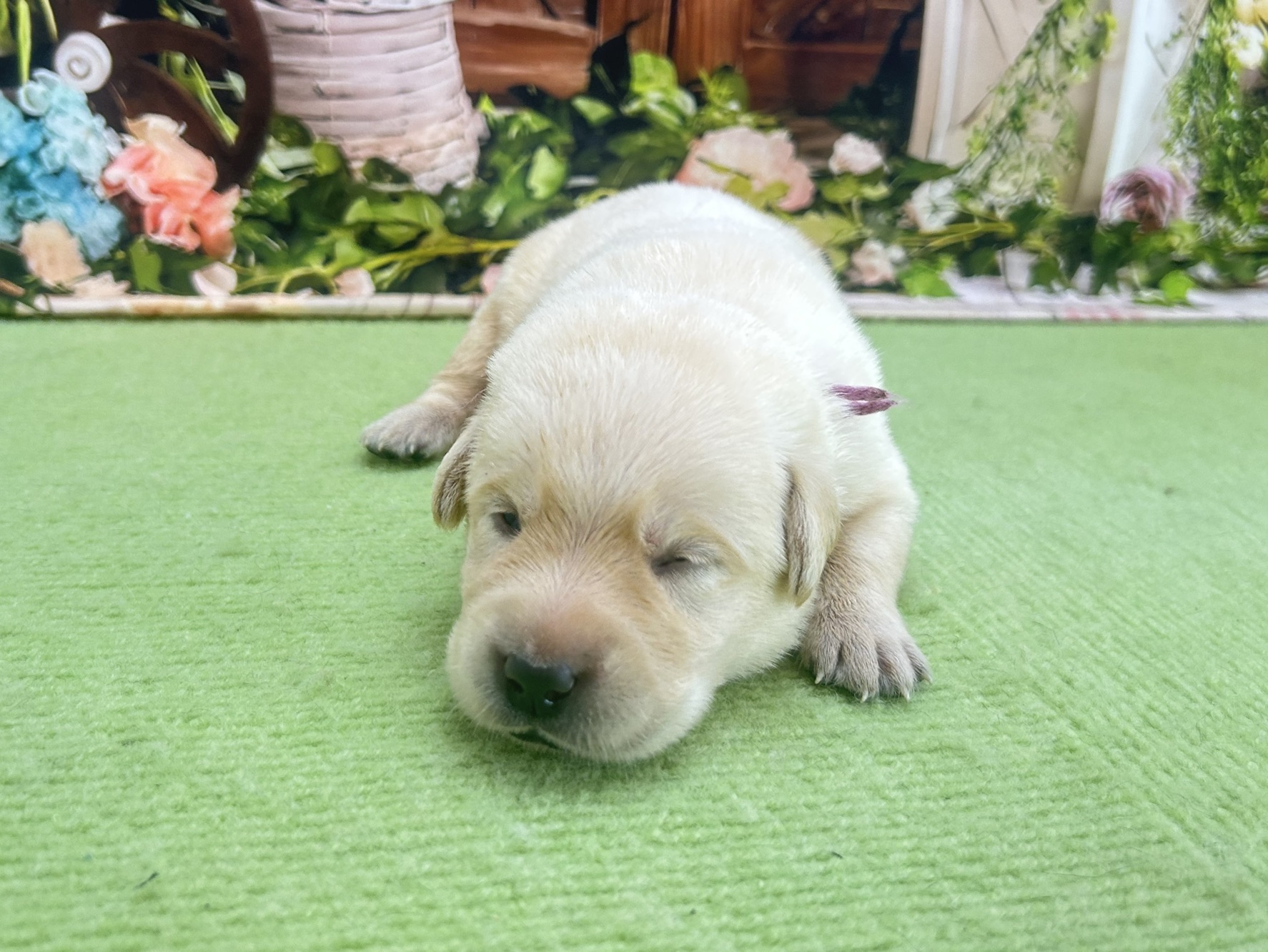 赤ちゃん写真1-1