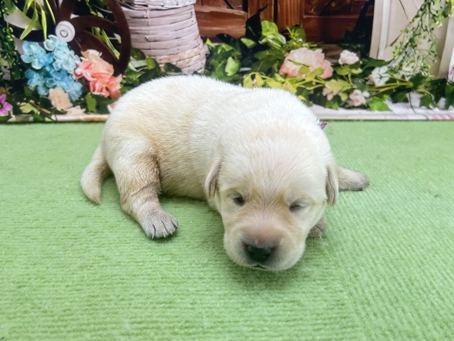 赤ちゃん写真1-2