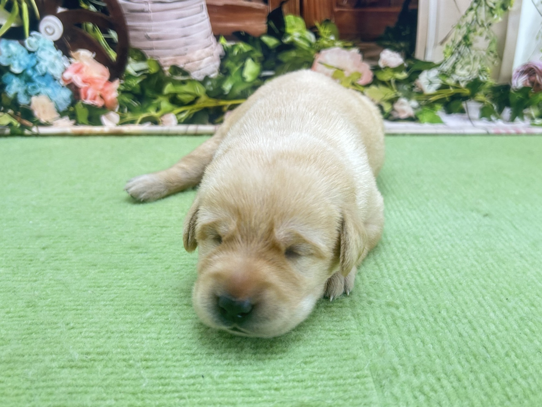 赤ちゃん写真1-1