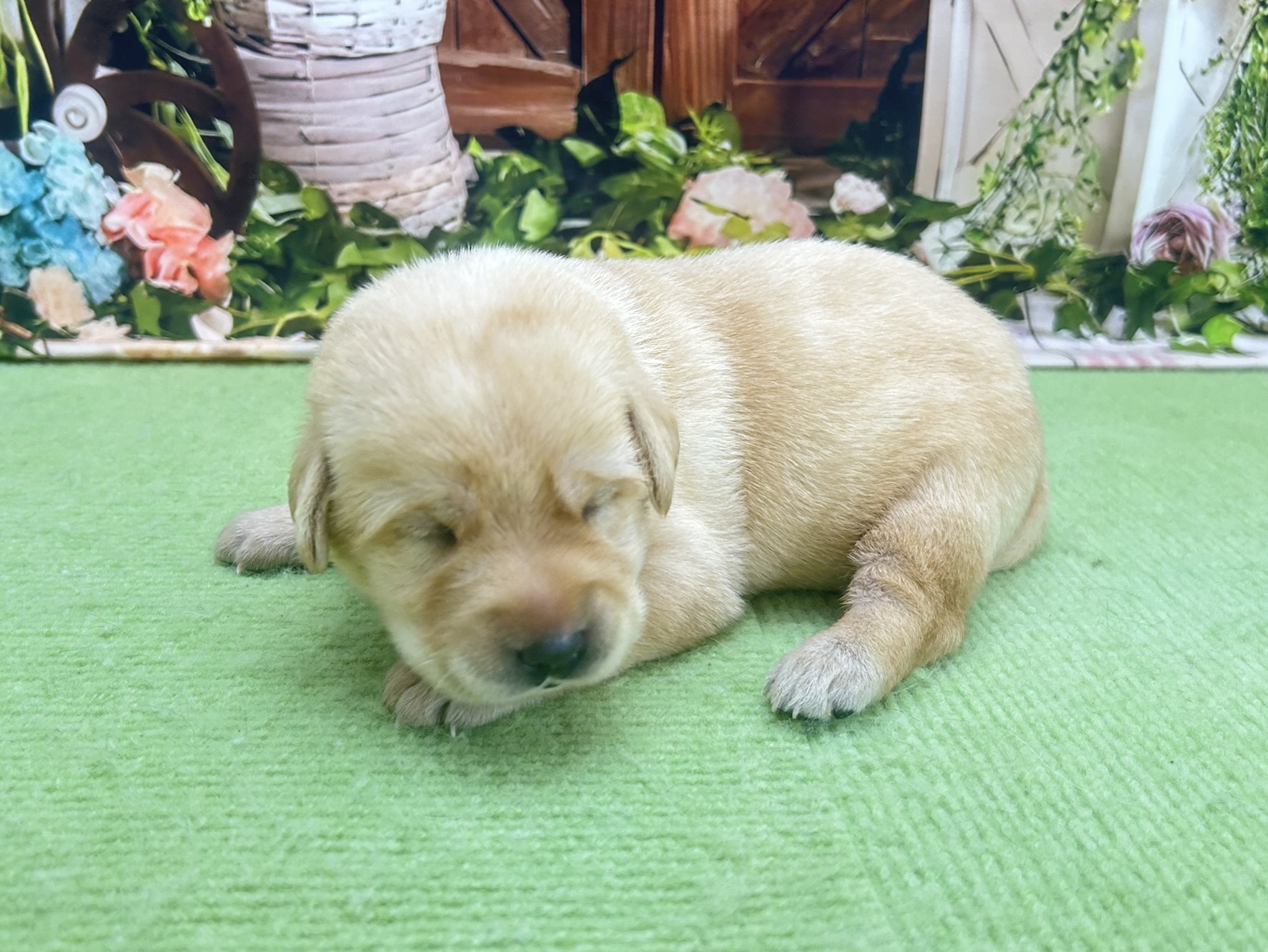 赤ちゃん写真1-2