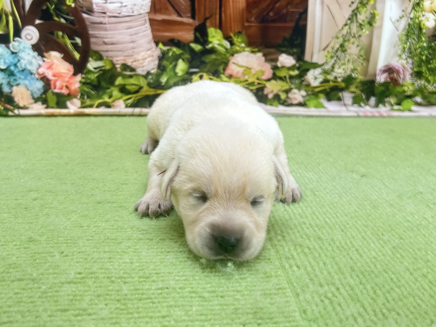 赤ちゃん写真1-1