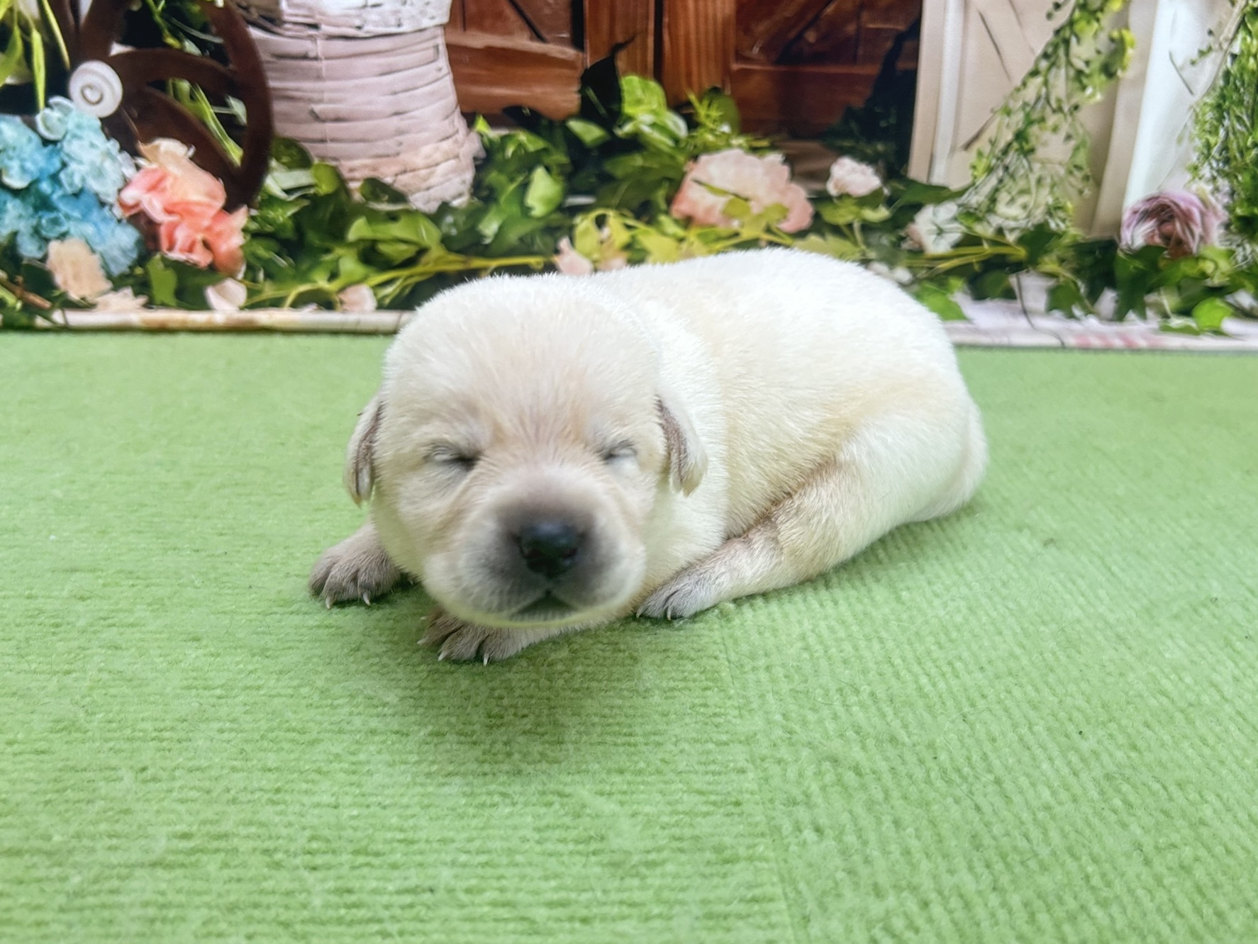 赤ちゃん写真1-2
