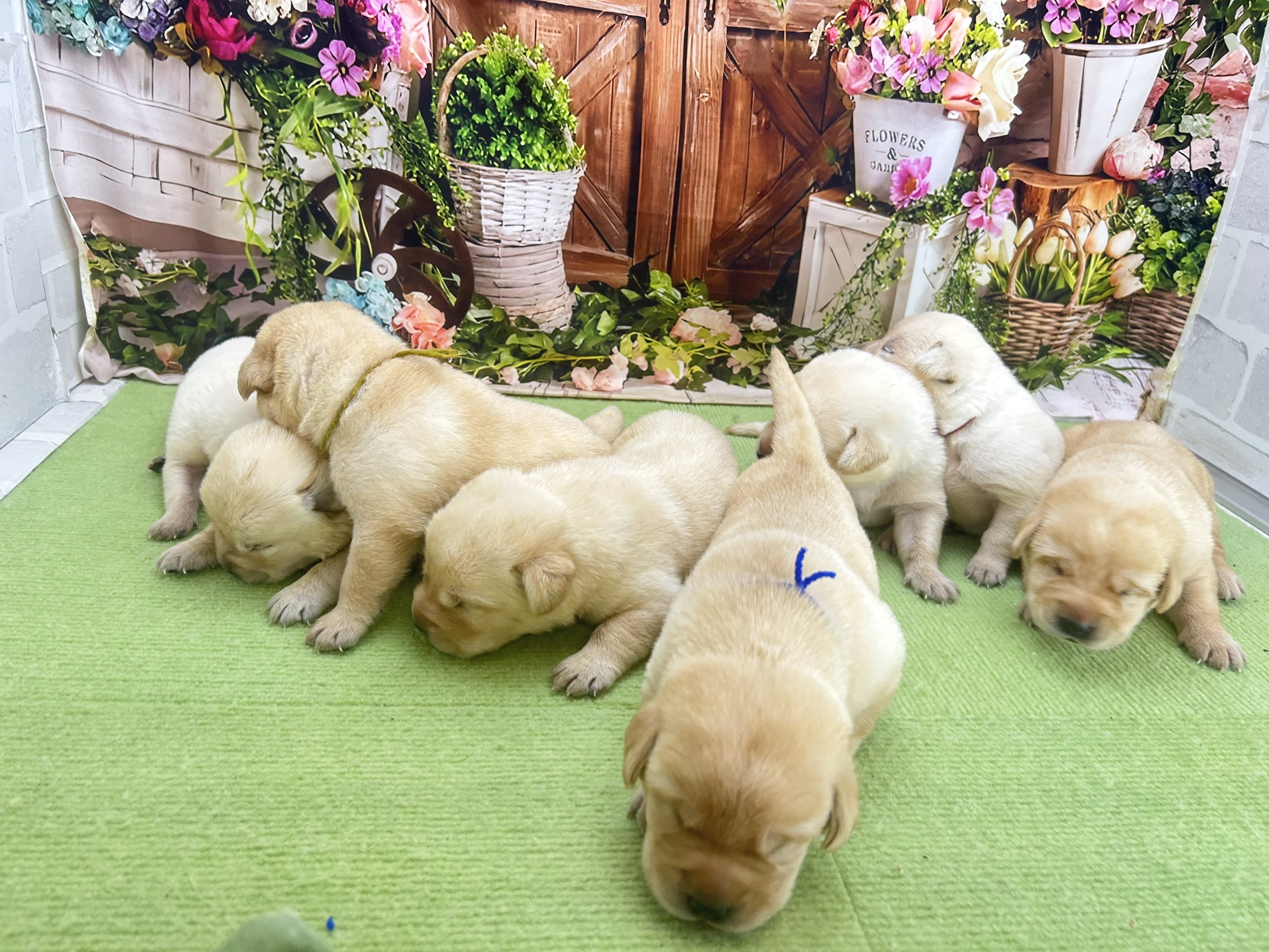 赤ちゃん写真1-3