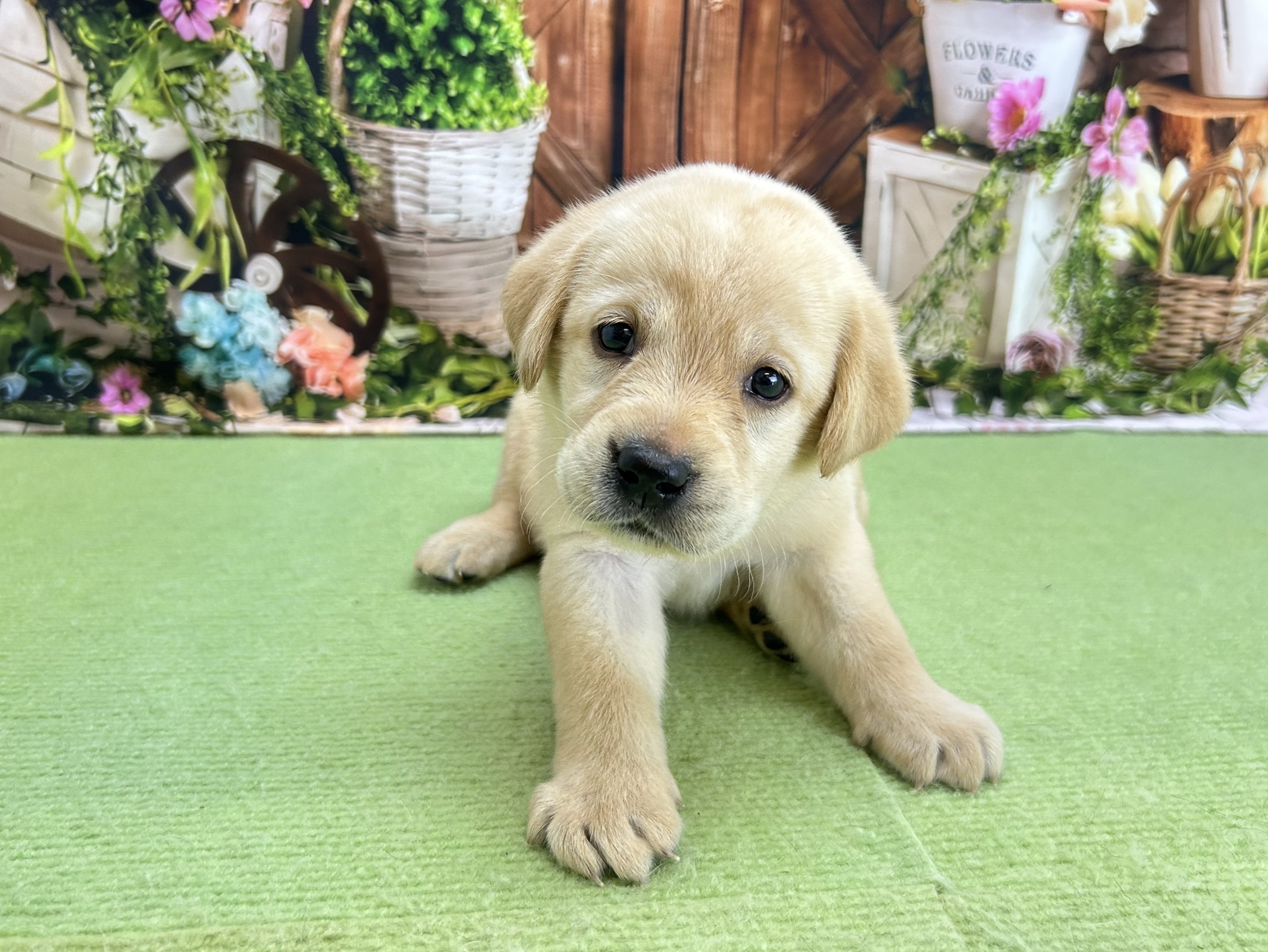 赤ちゃん写真2-1