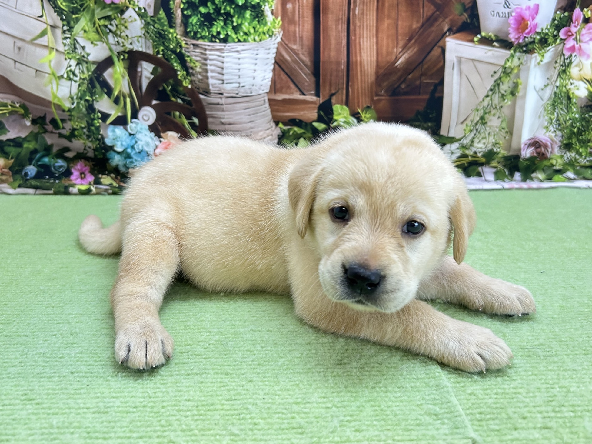 ラブラドール・レトリバーの子犬（メス♀） 徳島店 No.00766461
