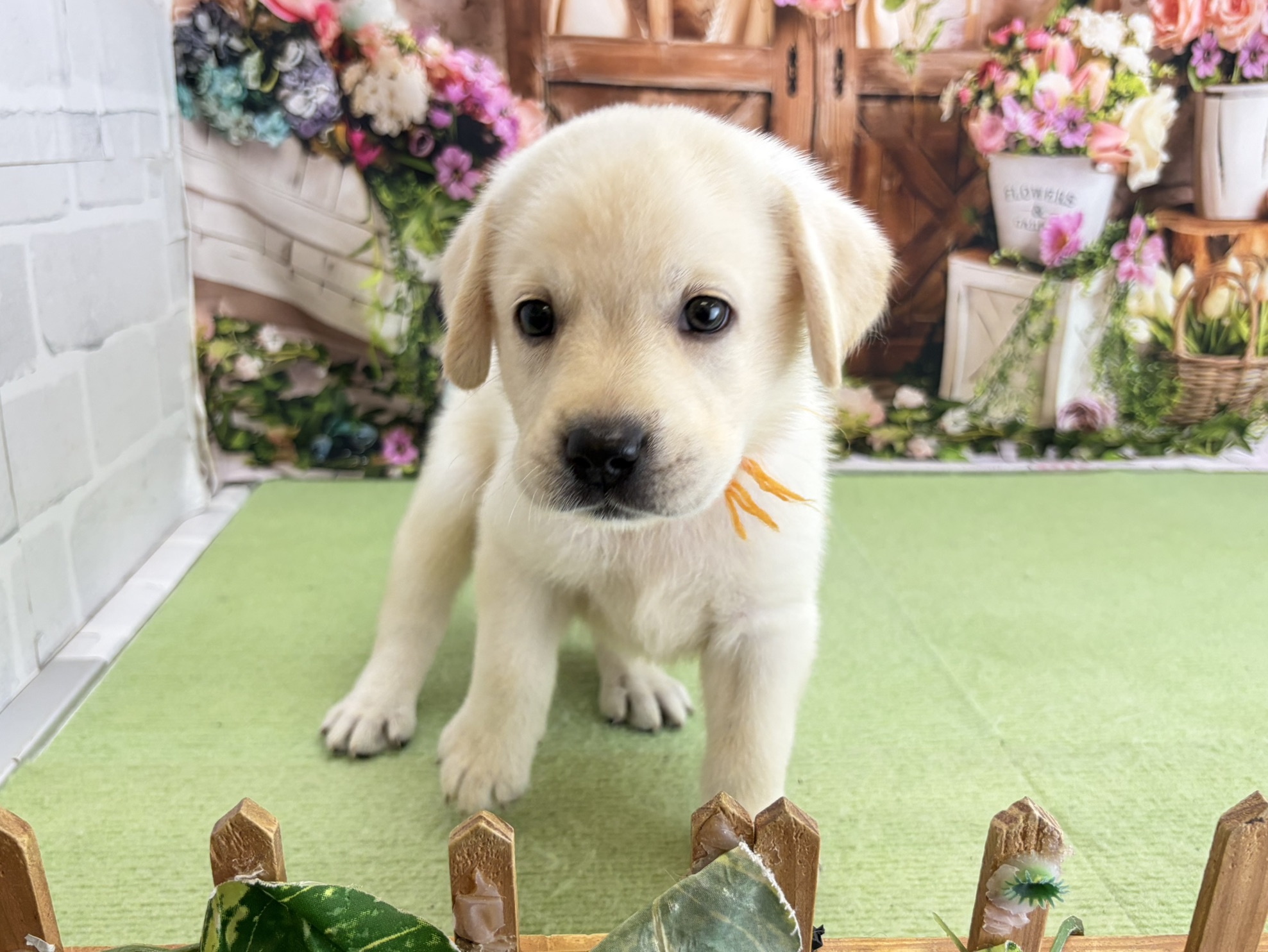 赤ちゃん写真3-1