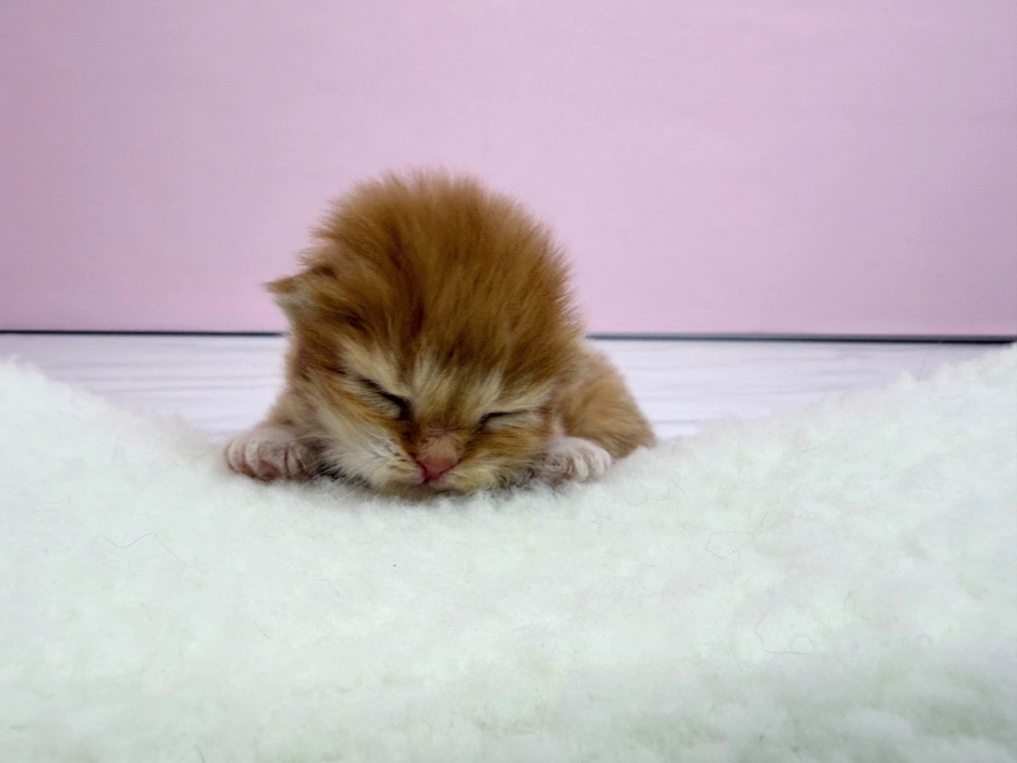 赤ちゃん写真1-1