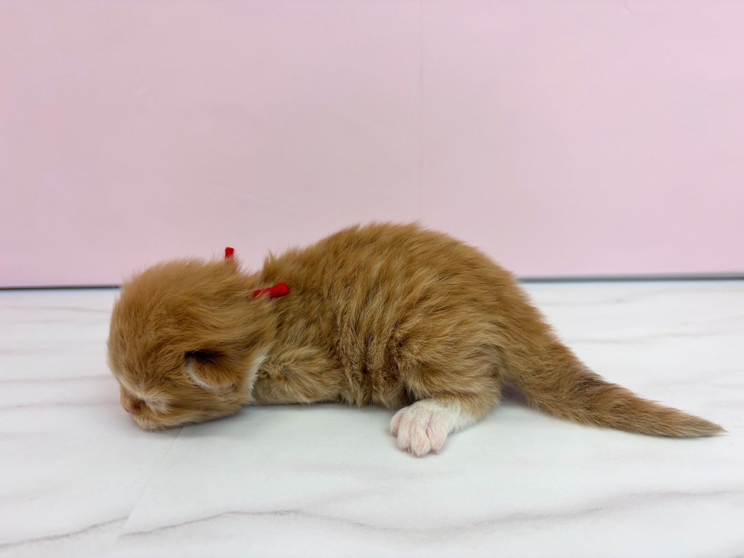 赤ちゃん写真1-2