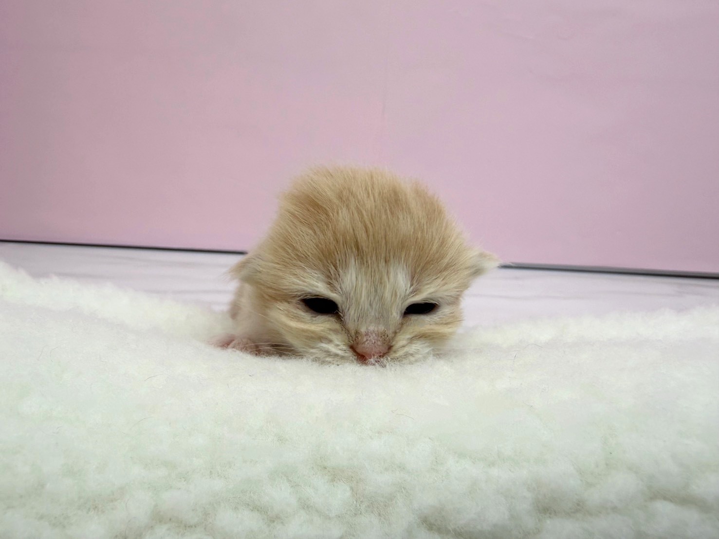 赤ちゃん写真1-1