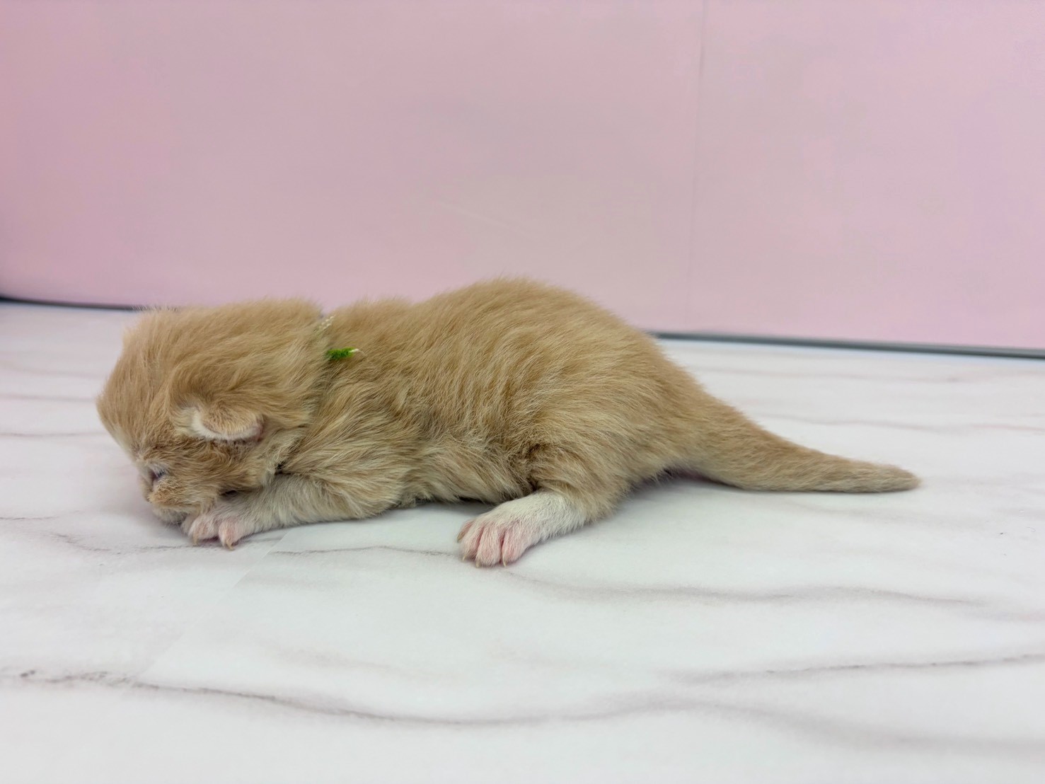 赤ちゃん写真1-2
