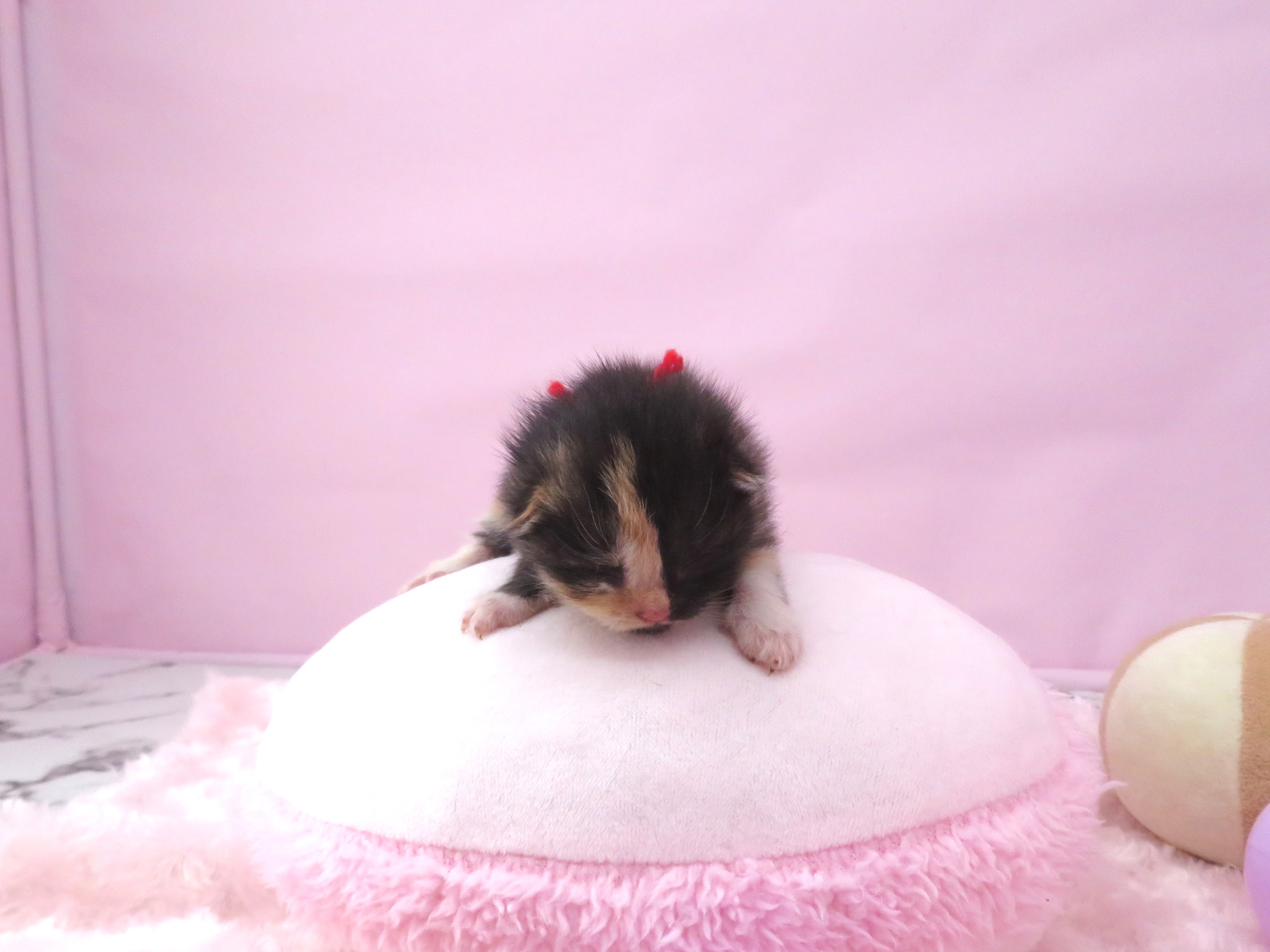 赤ちゃん写真1-1