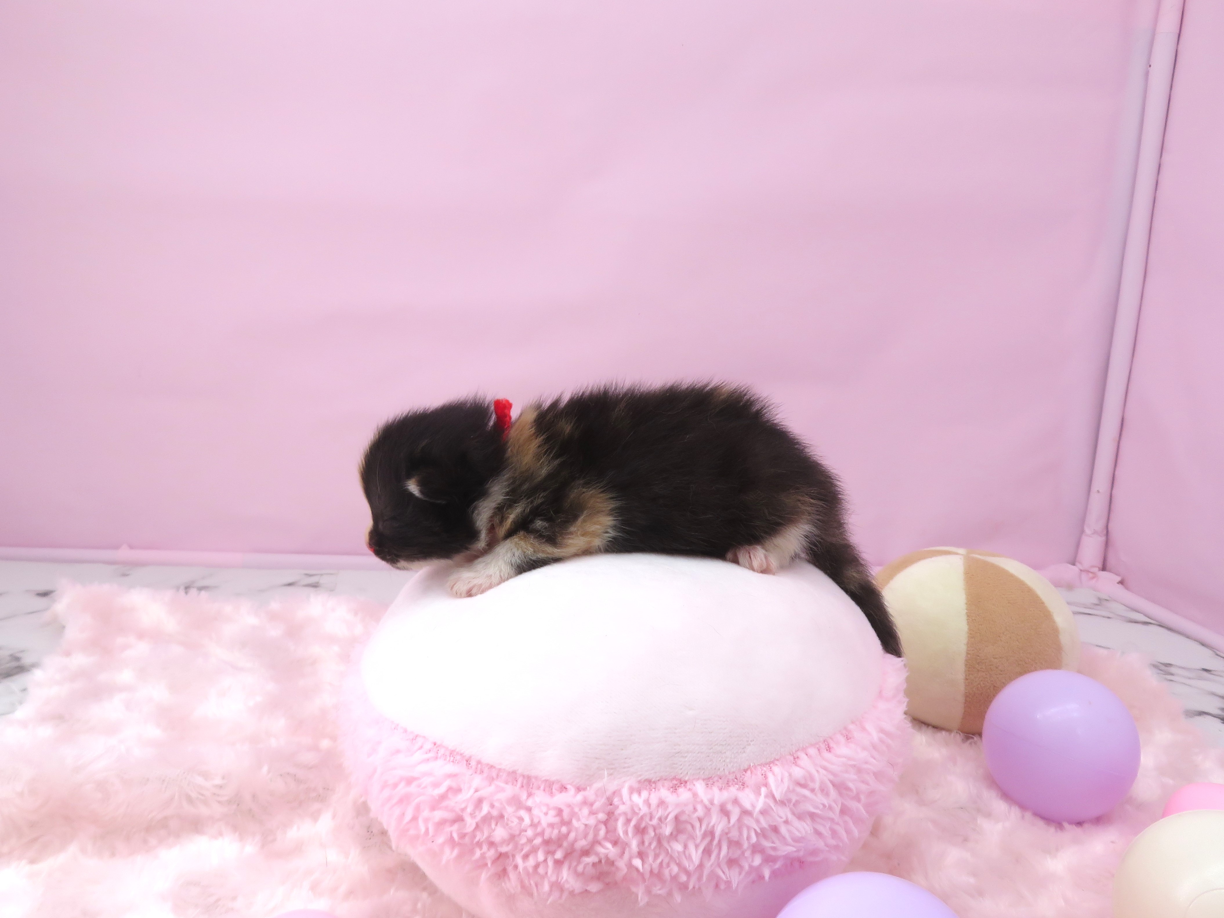 赤ちゃん写真1-2