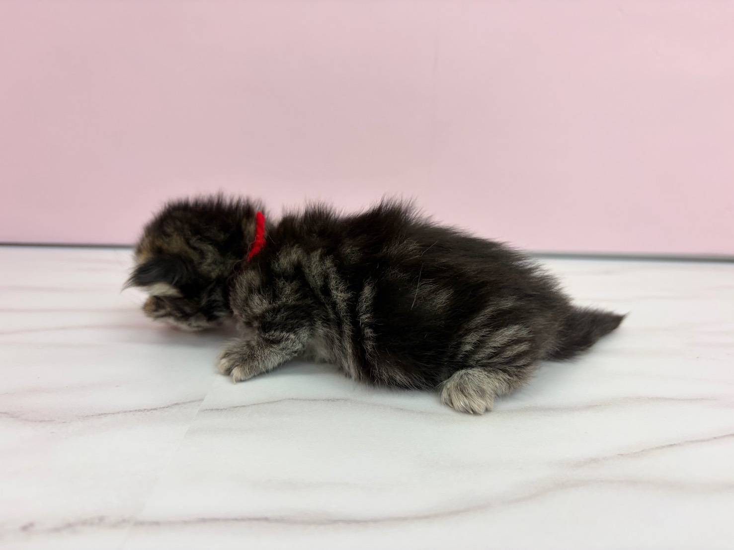 赤ちゃん写真1-2