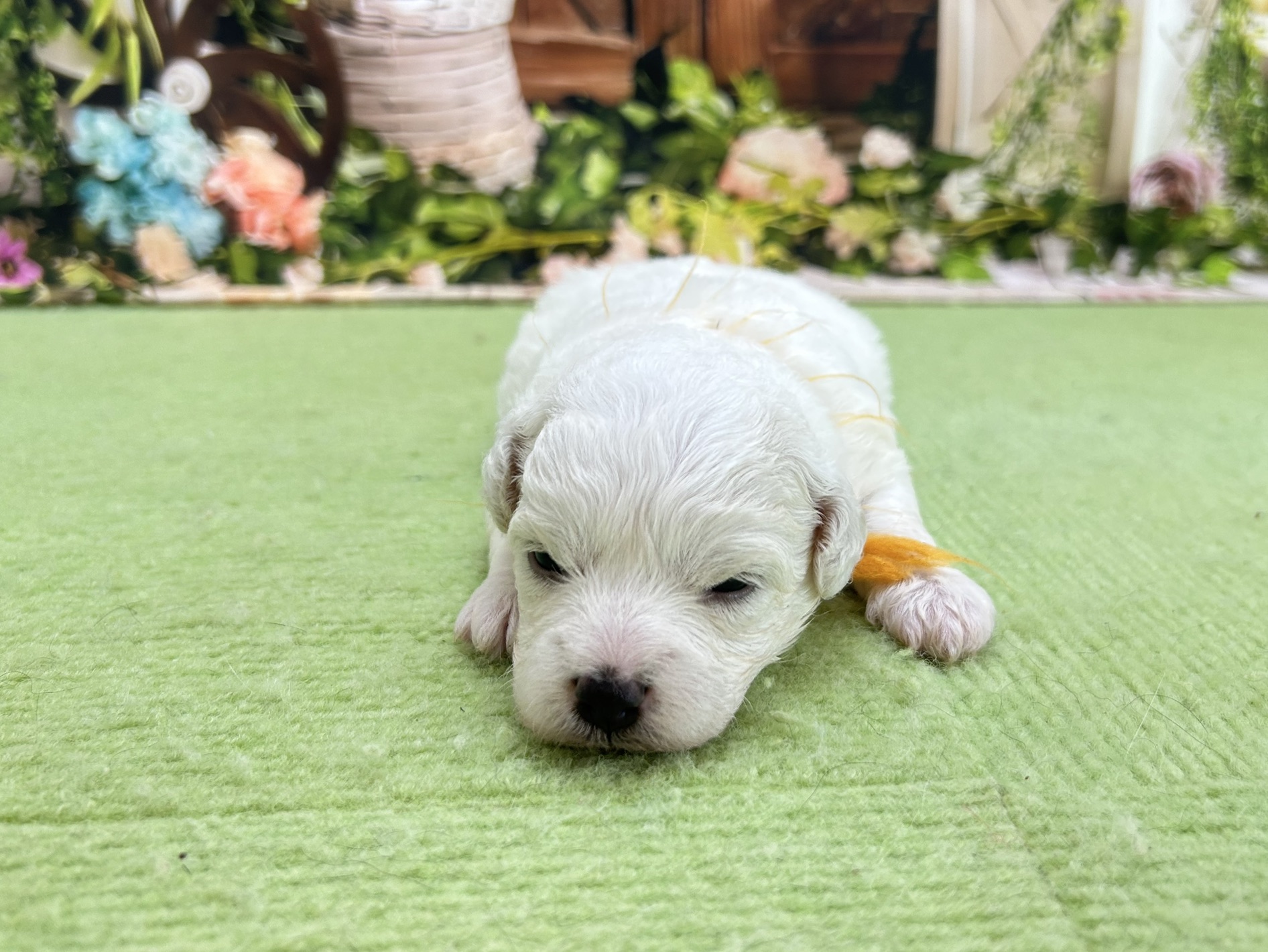 赤ちゃん写真1-1
