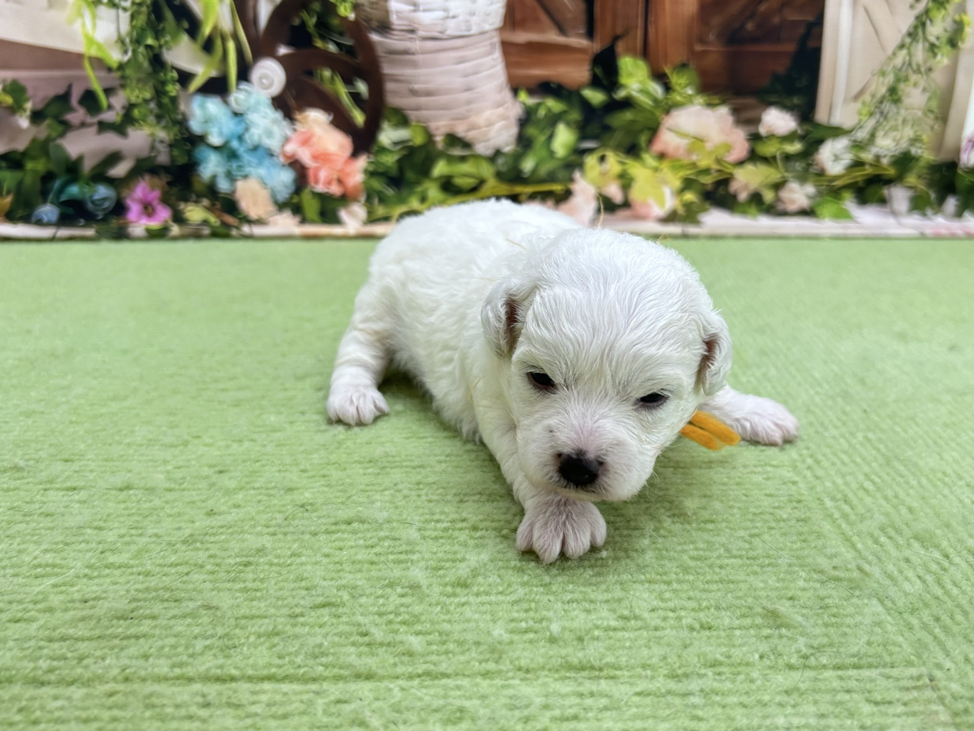 赤ちゃん写真1-2