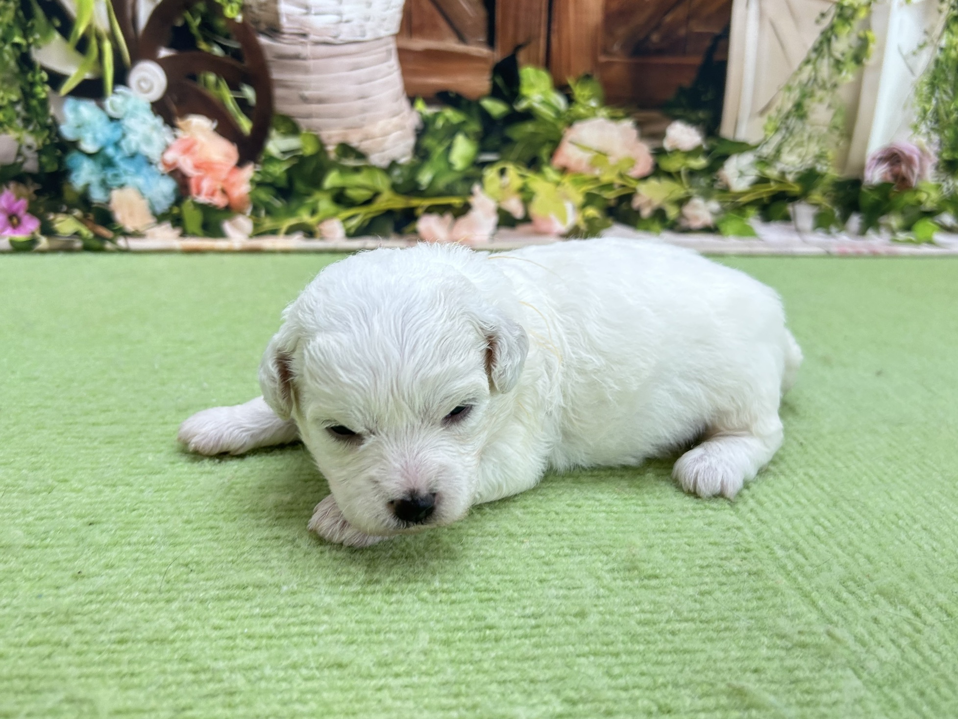 赤ちゃん写真1-3