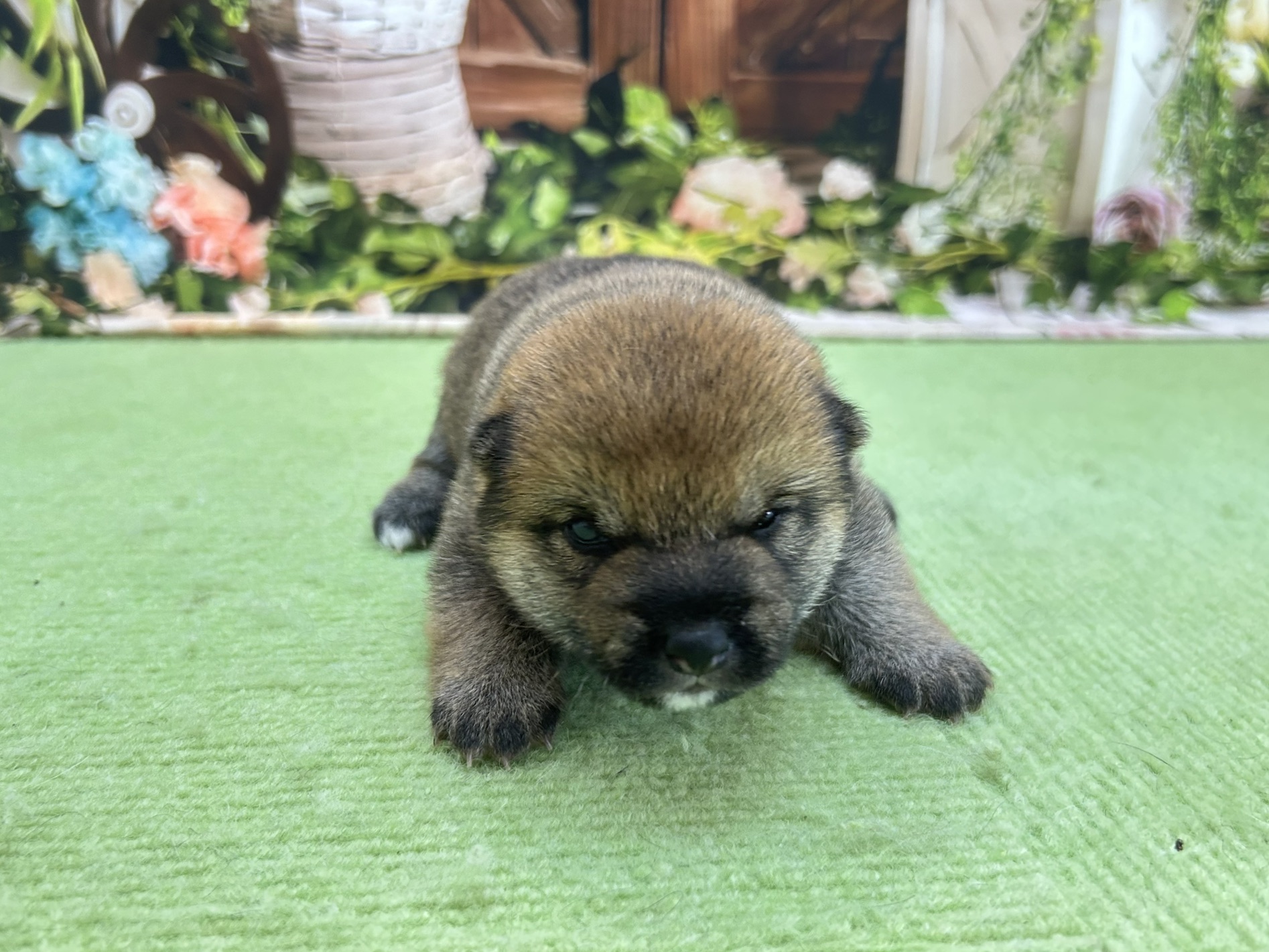 赤ちゃん写真1-1