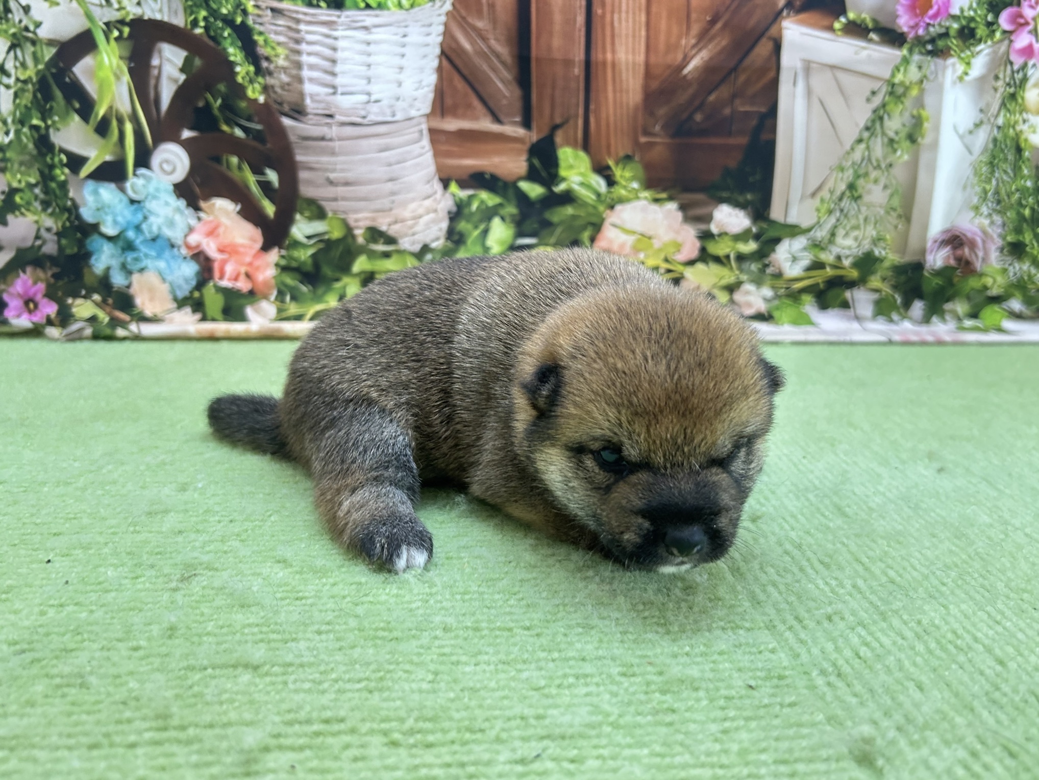 赤ちゃん写真1-2