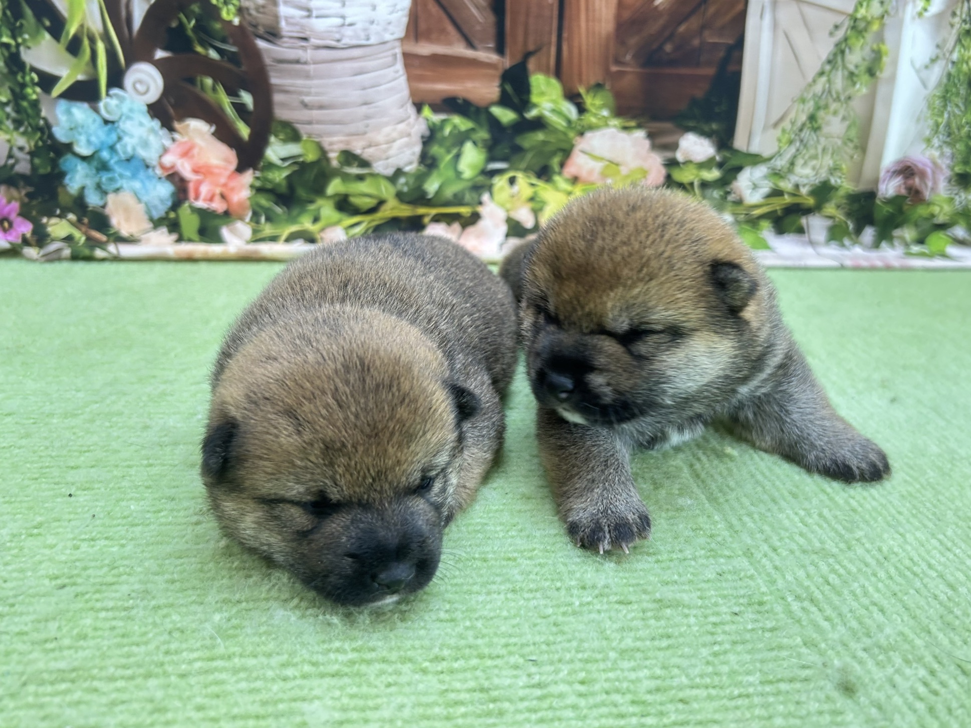 赤ちゃん写真1-3
