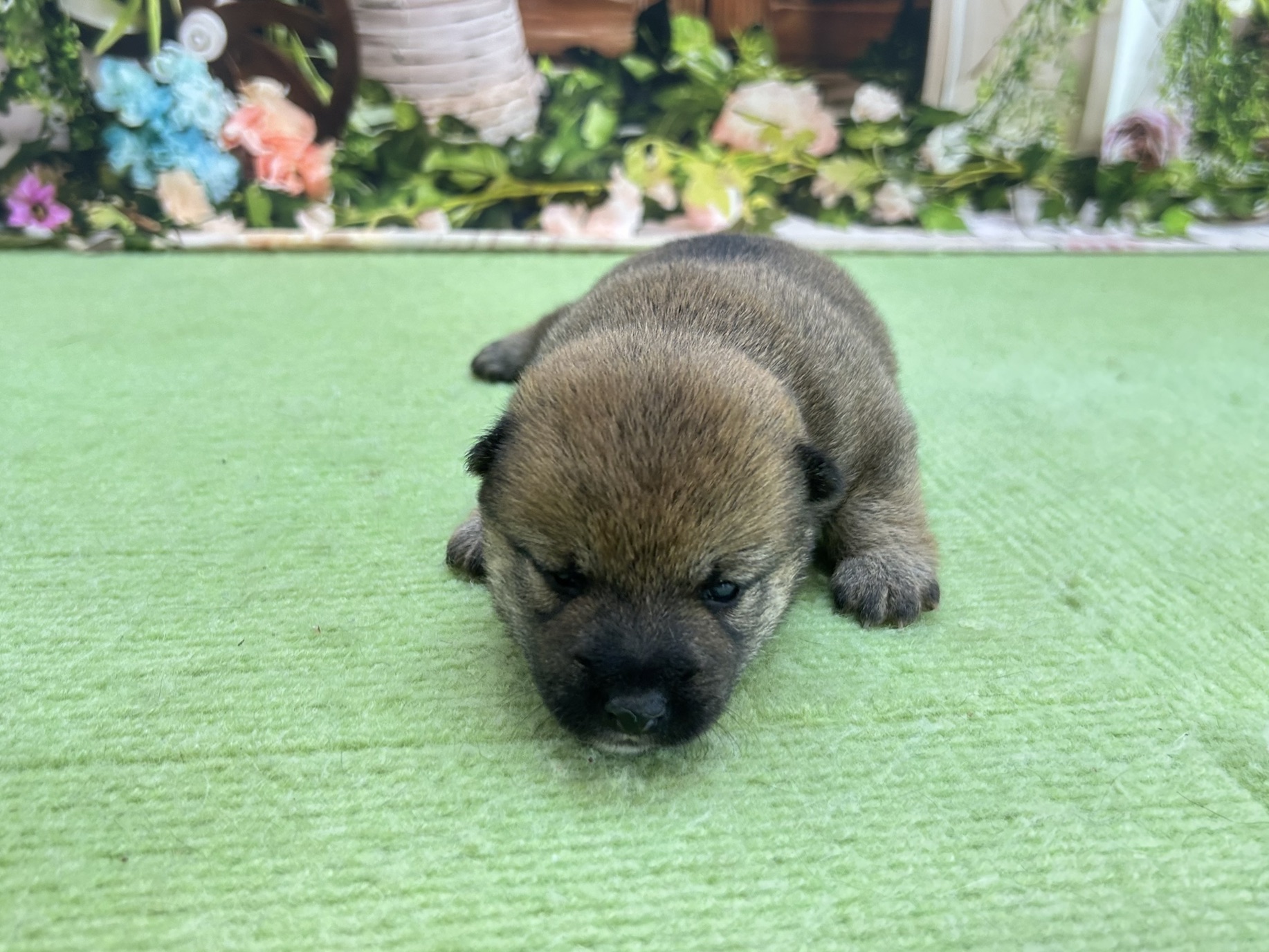 赤ちゃん写真1-1