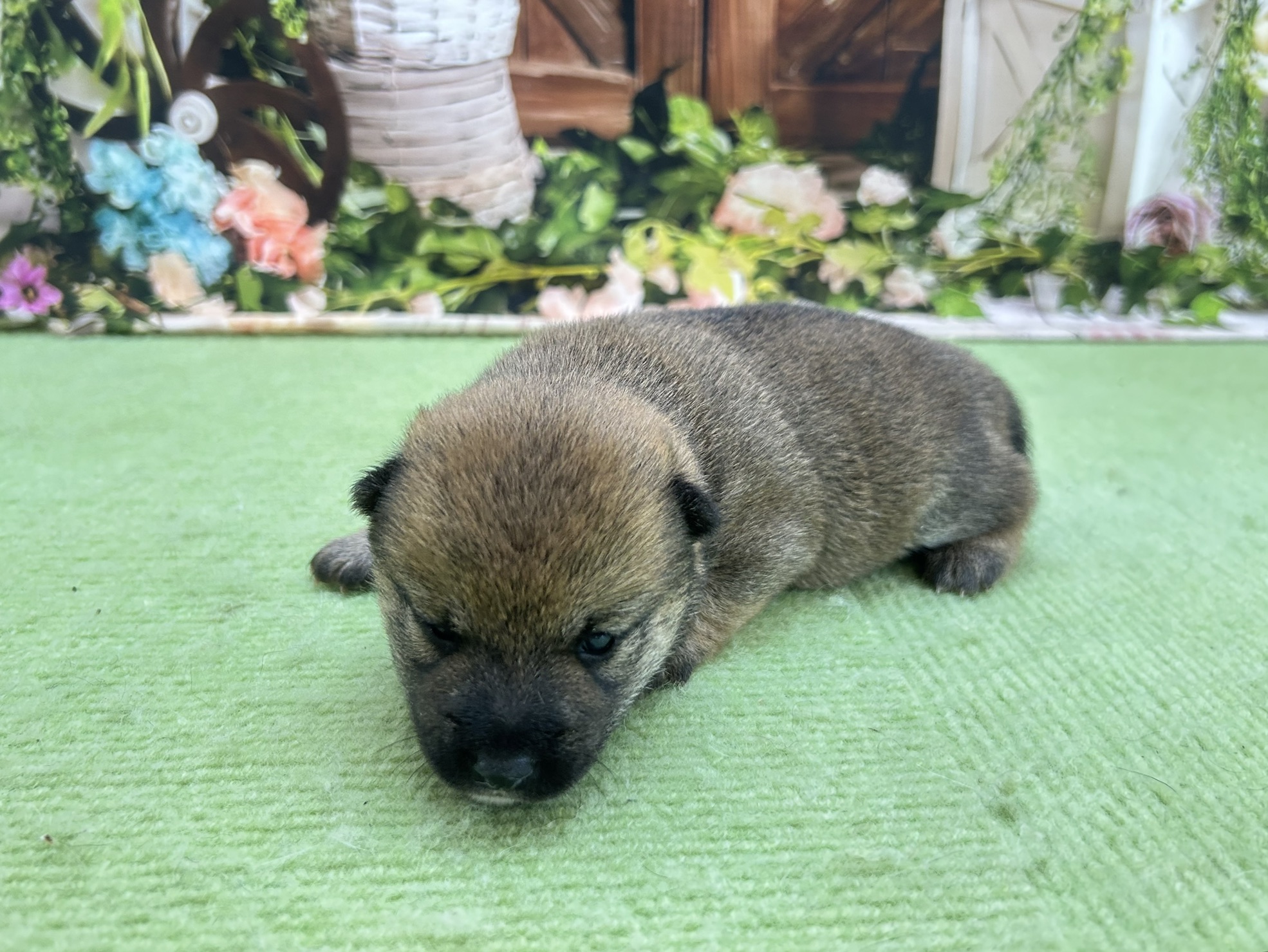 赤ちゃん写真1-2