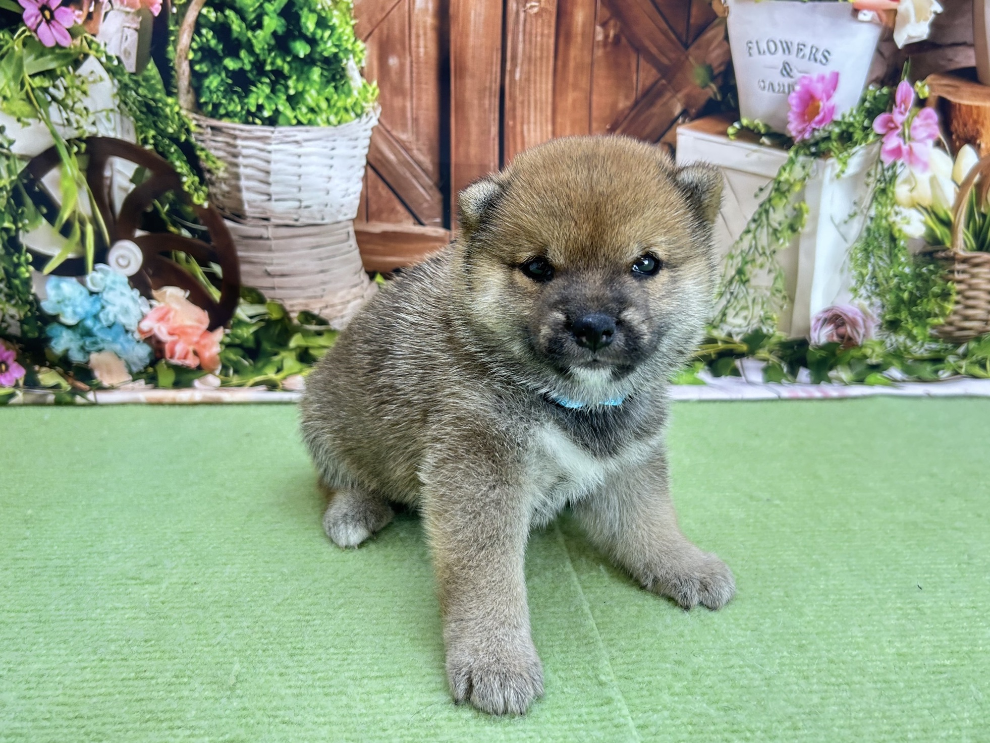 赤ちゃん写真2-1