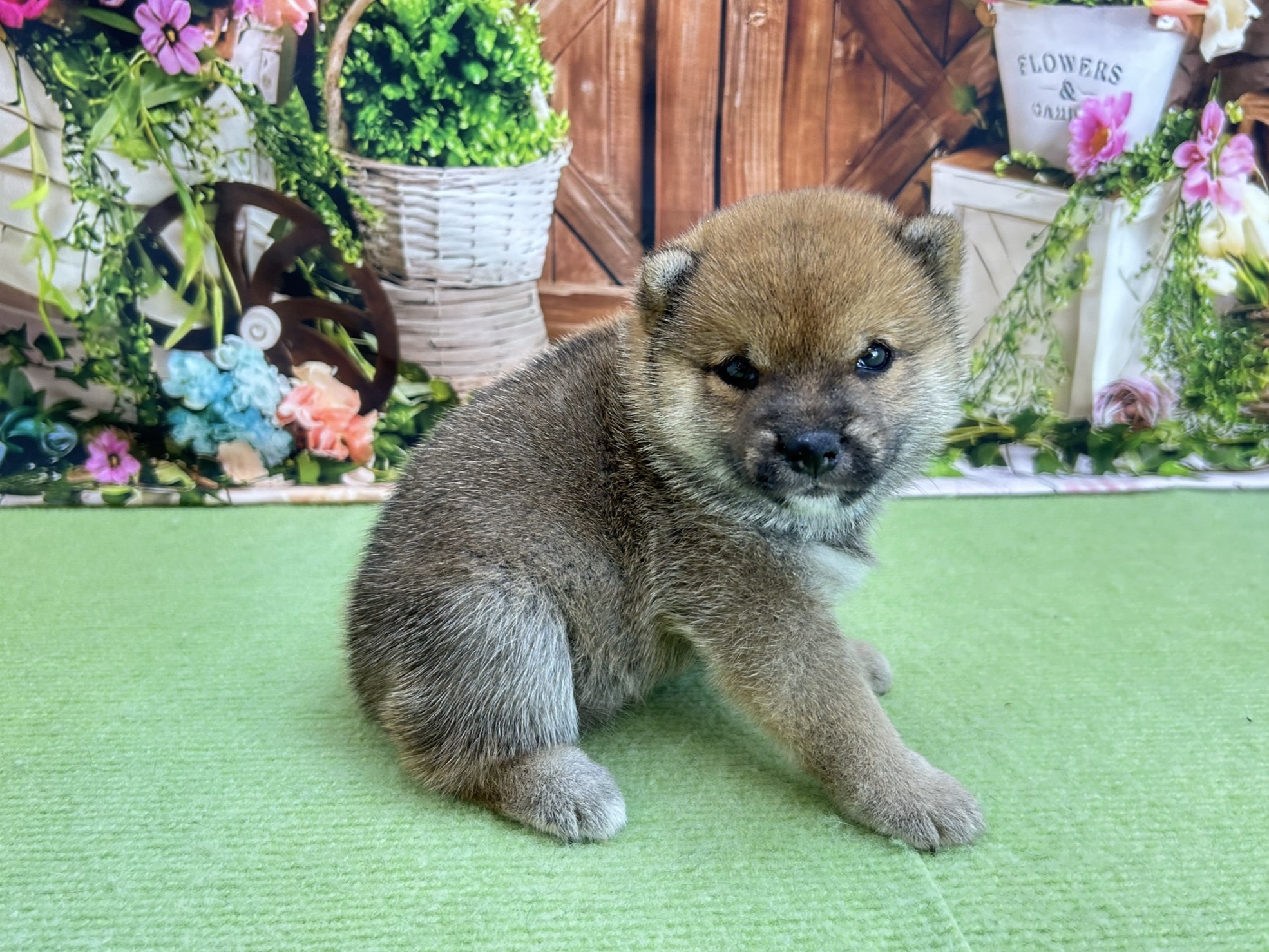 赤ちゃん写真2-2