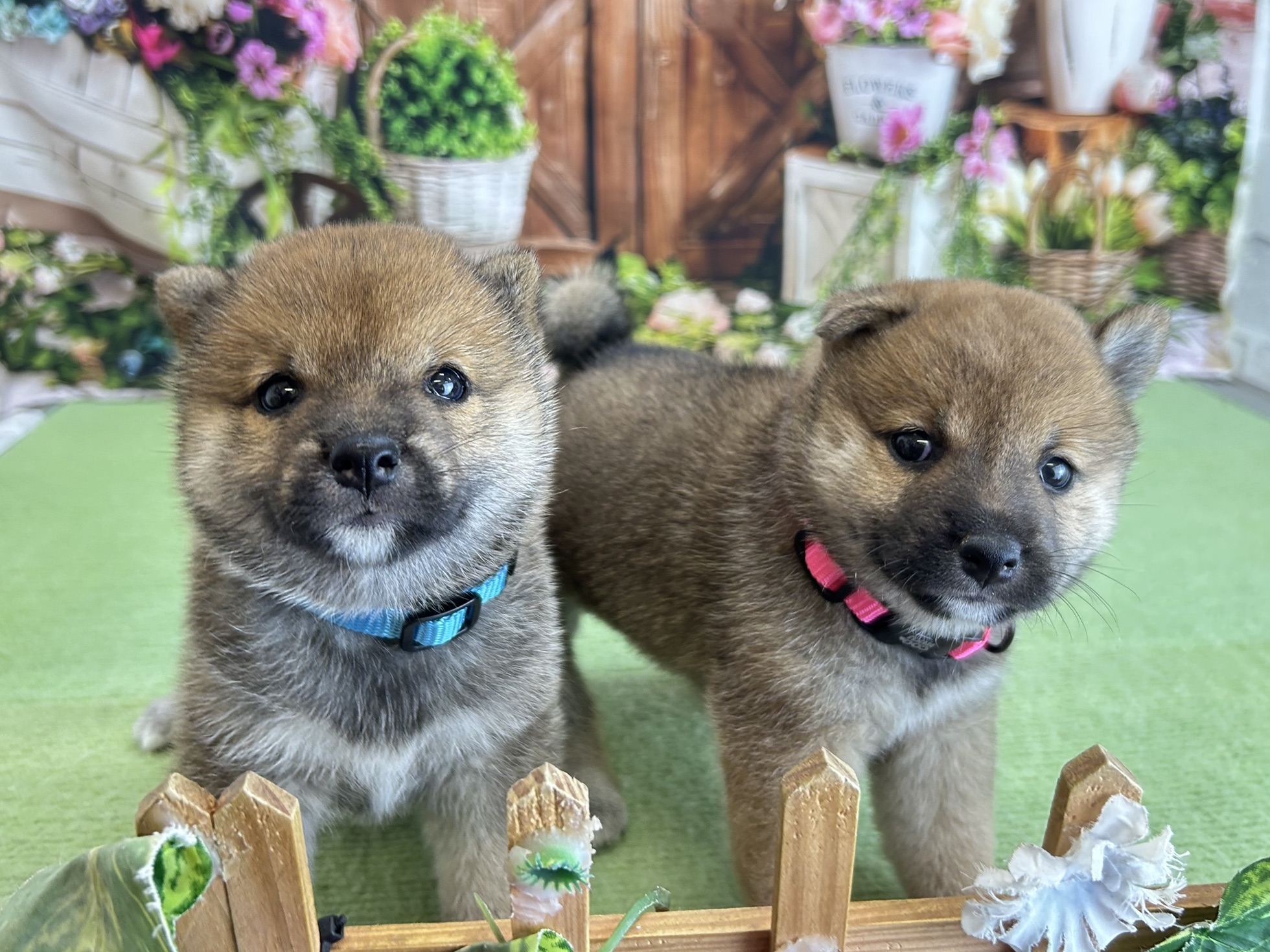 赤ちゃん写真2-3