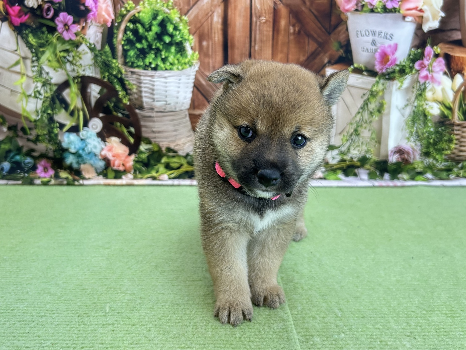 赤ちゃん写真2-1
