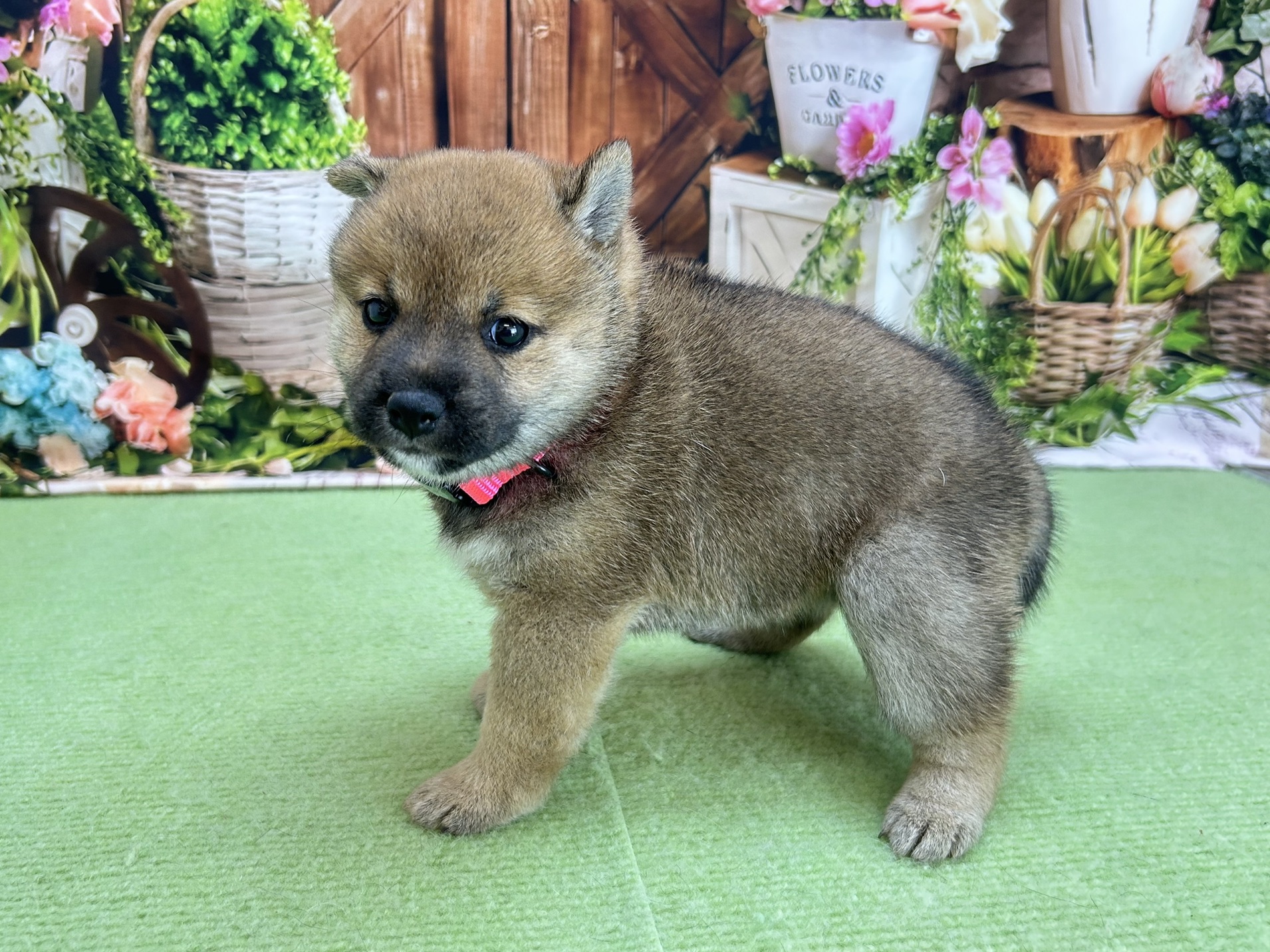 赤ちゃん写真2-2