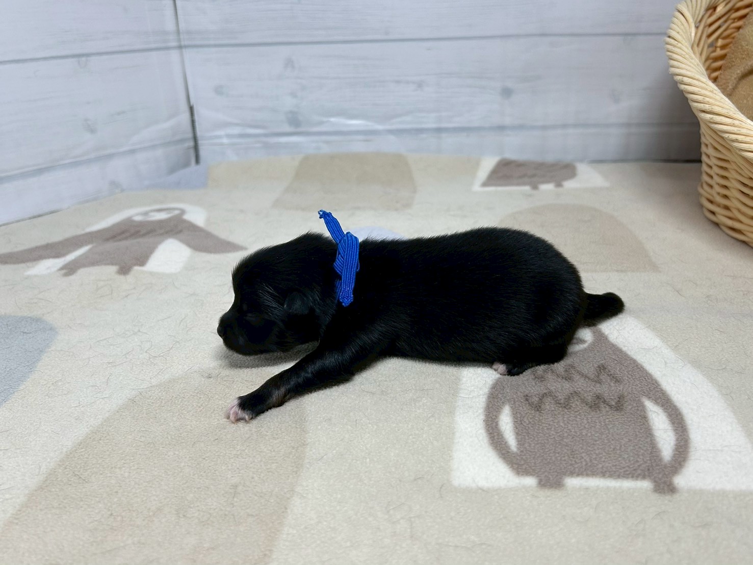 赤ちゃん写真1-2