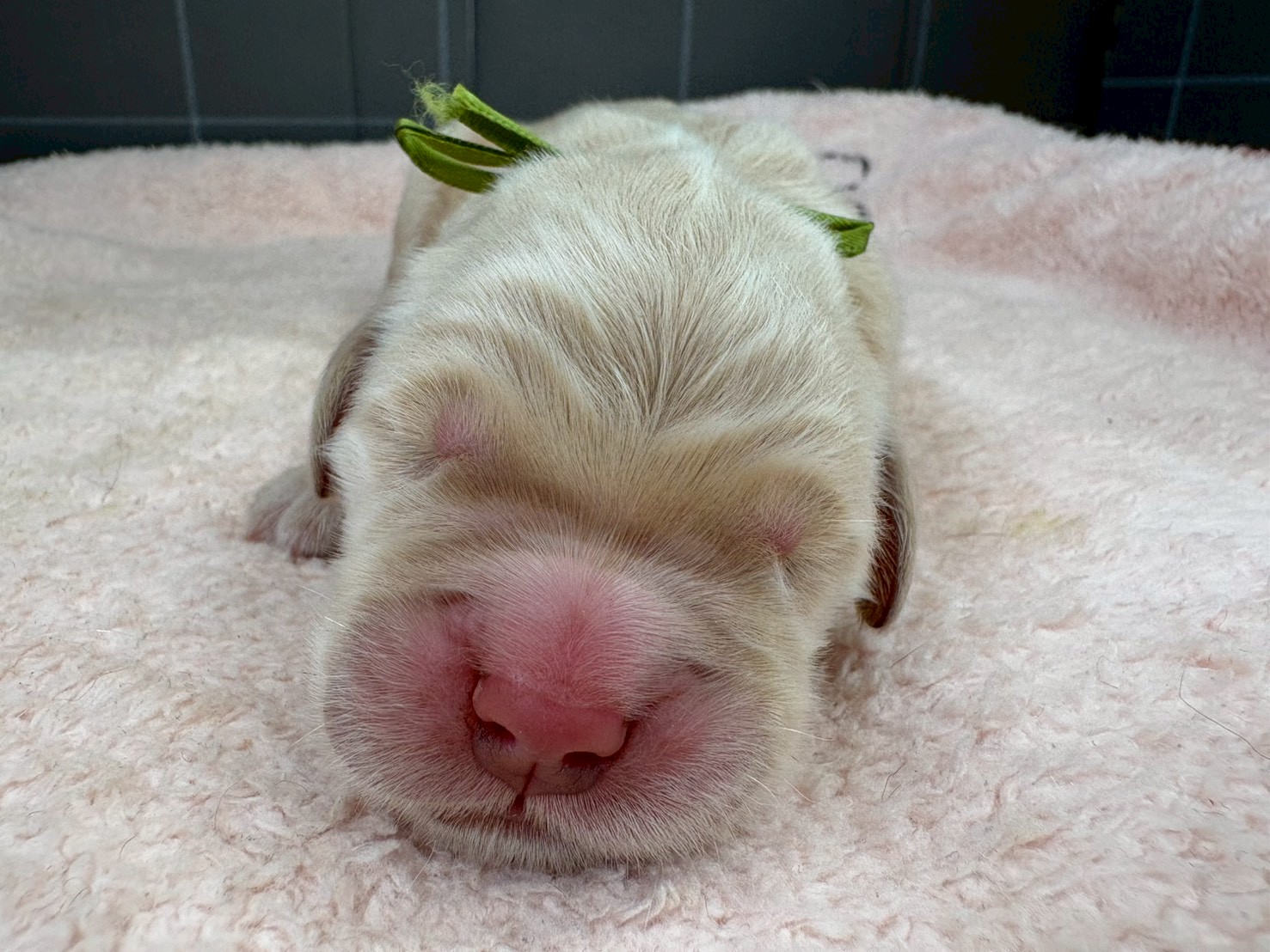 ゴールデン・レトリバー