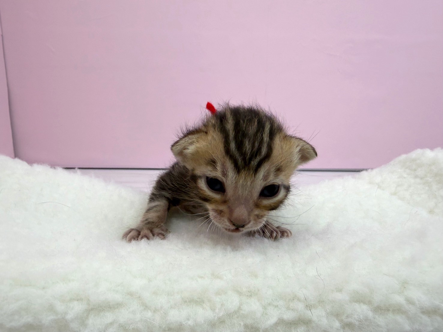 ベンガル