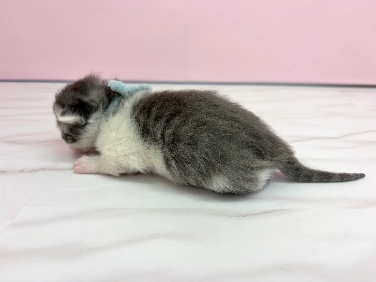 赤ちゃん写真1-2