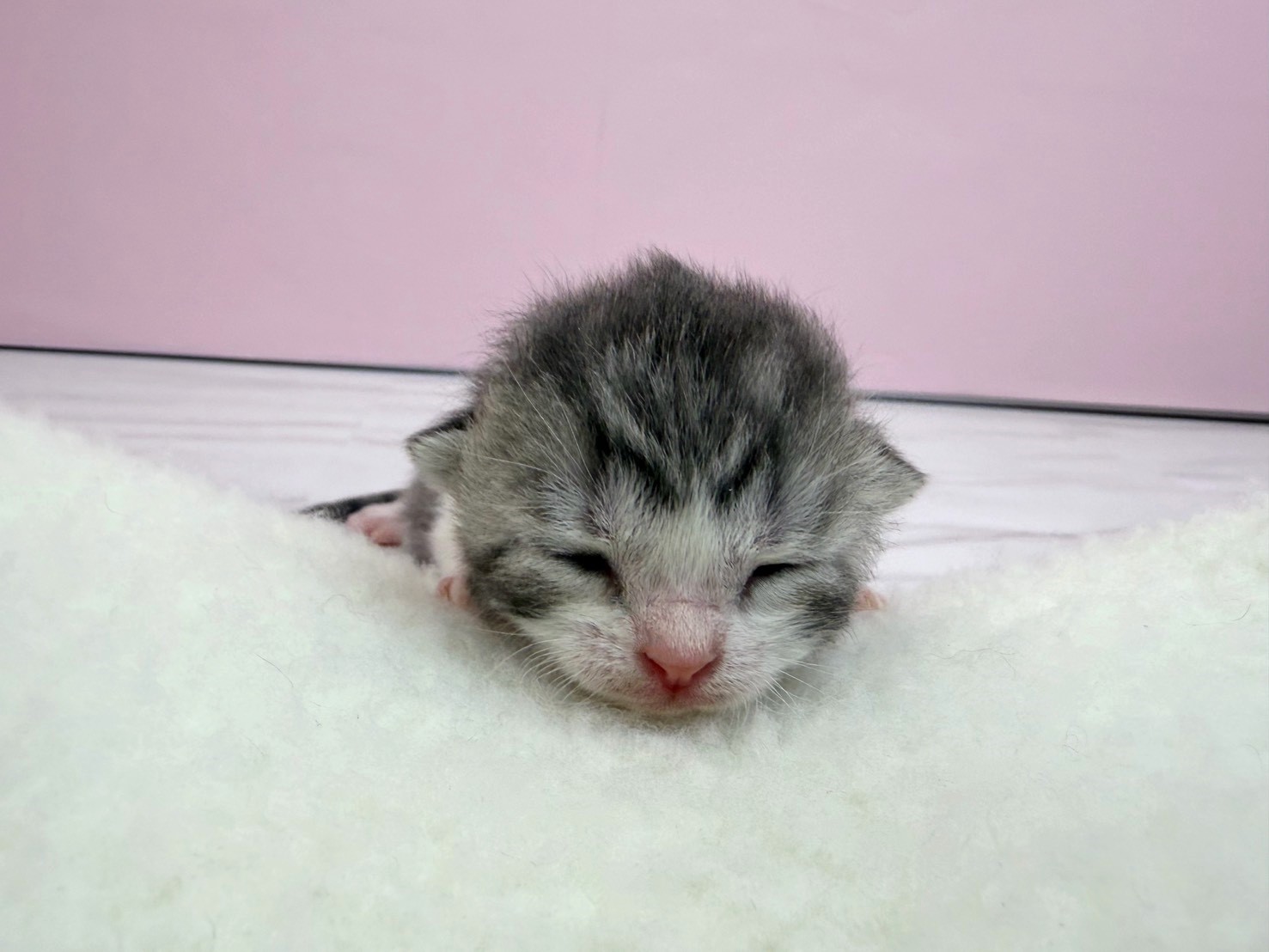 スコティッシュフォールドの子猫（オス♂） 秋田店 No.00766646
