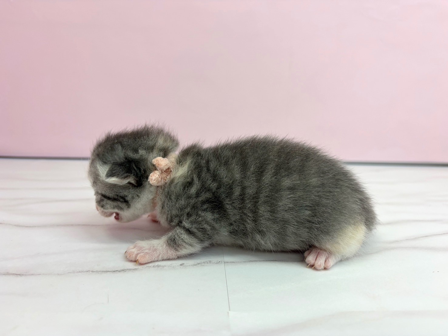 赤ちゃん写真1-2